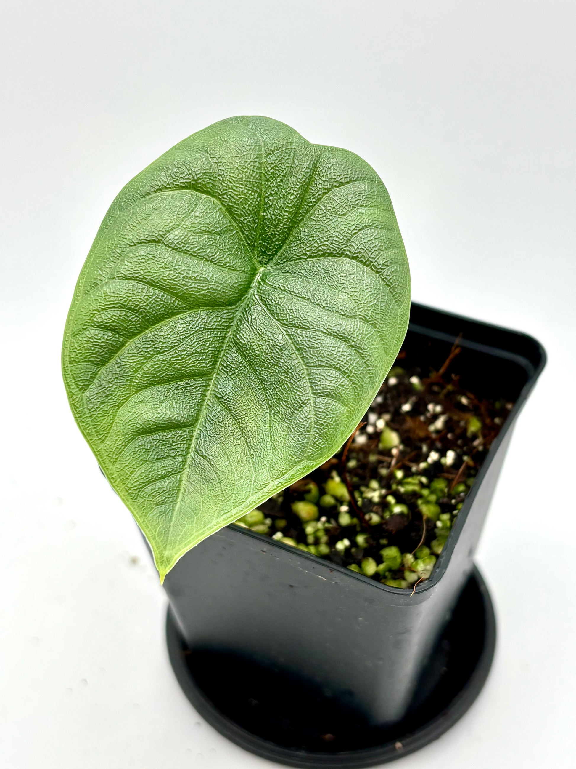 Grüne Alocasia Melo Pflanze mit großen, dekorativen Blättern in einem Topf, im natürlichen Licht.