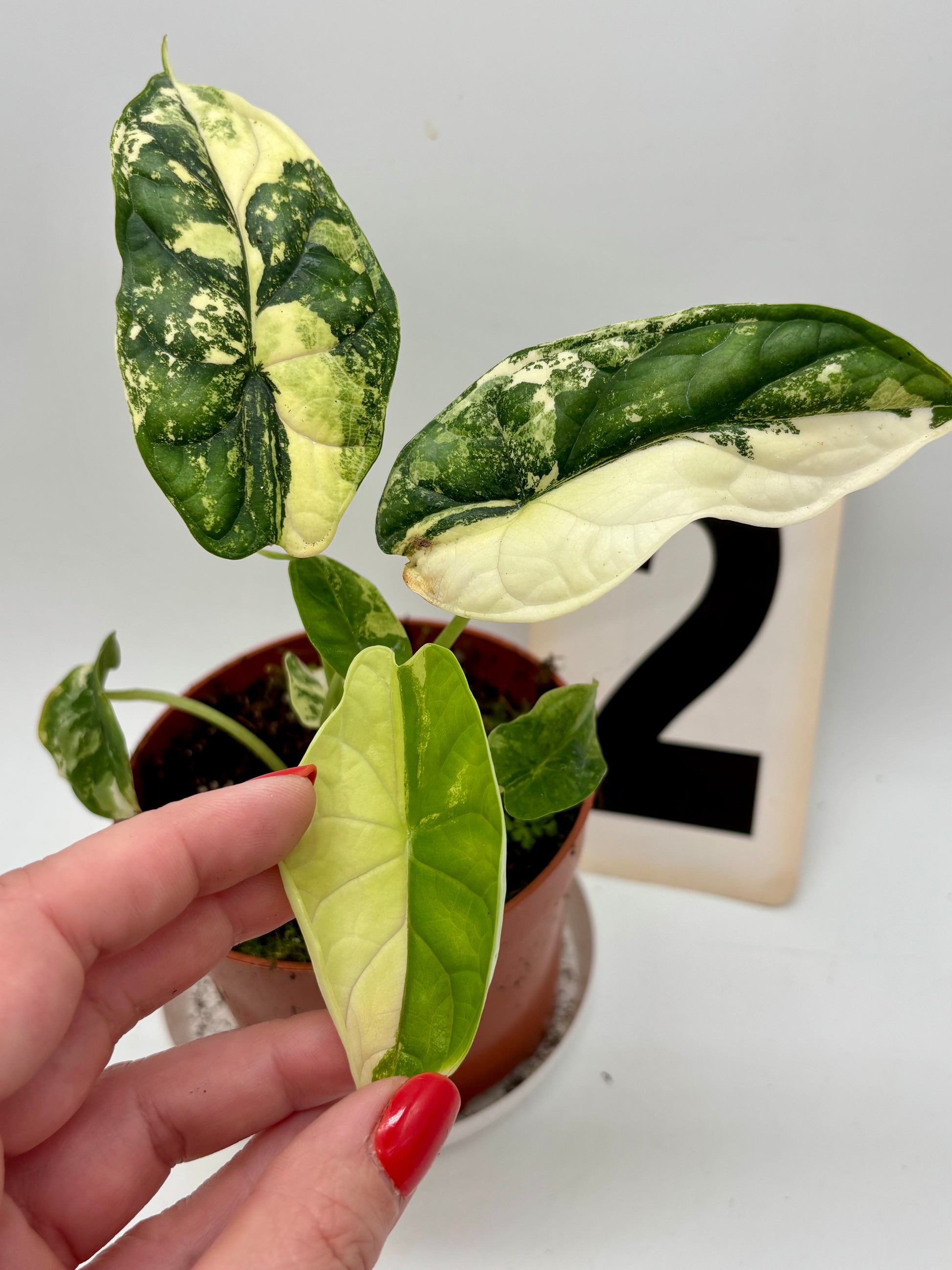 Alocasia Dragon Scale Variegata