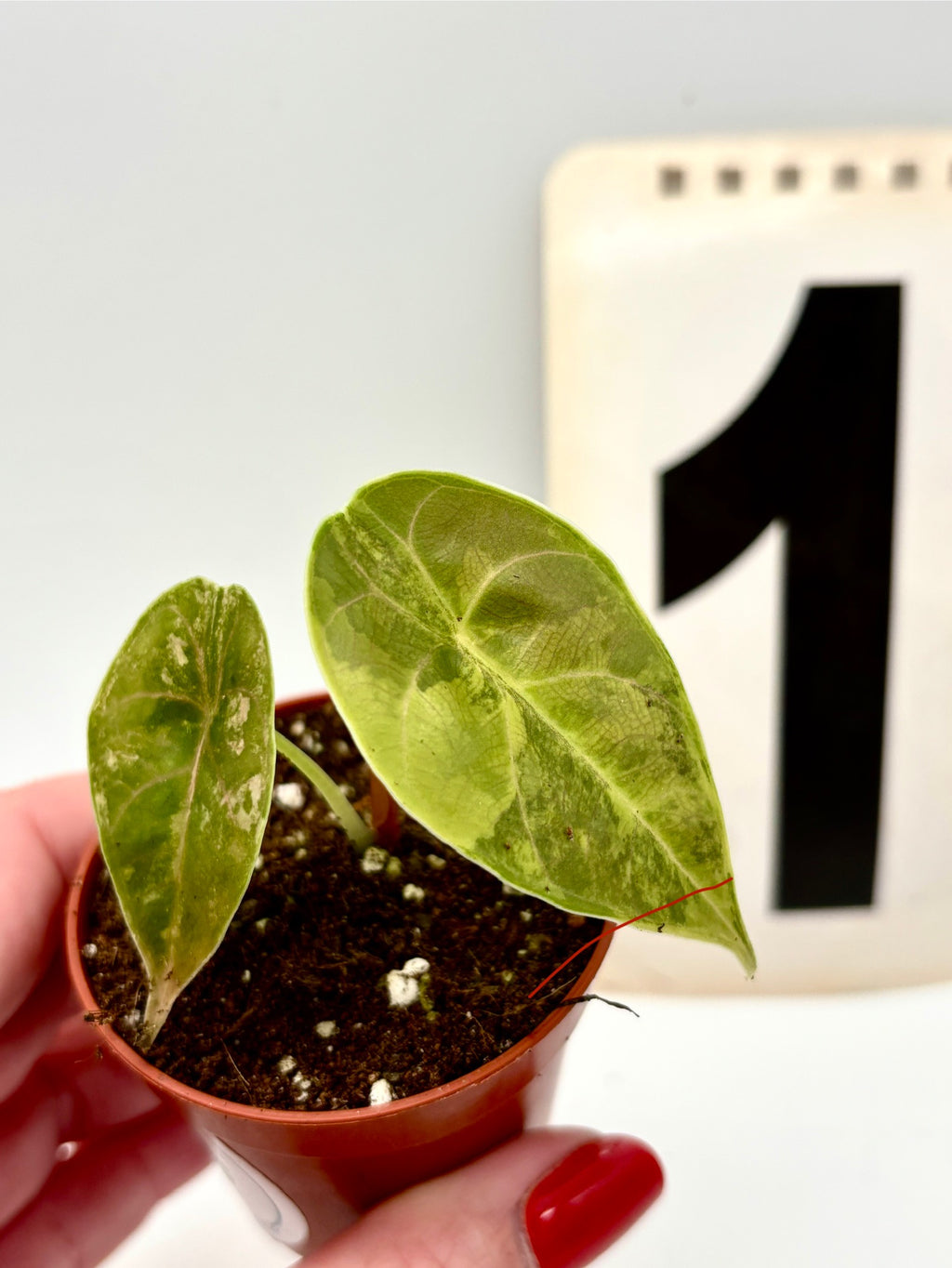 Alocasia Azlanii Aurea Variegata - Exotic-Flowers