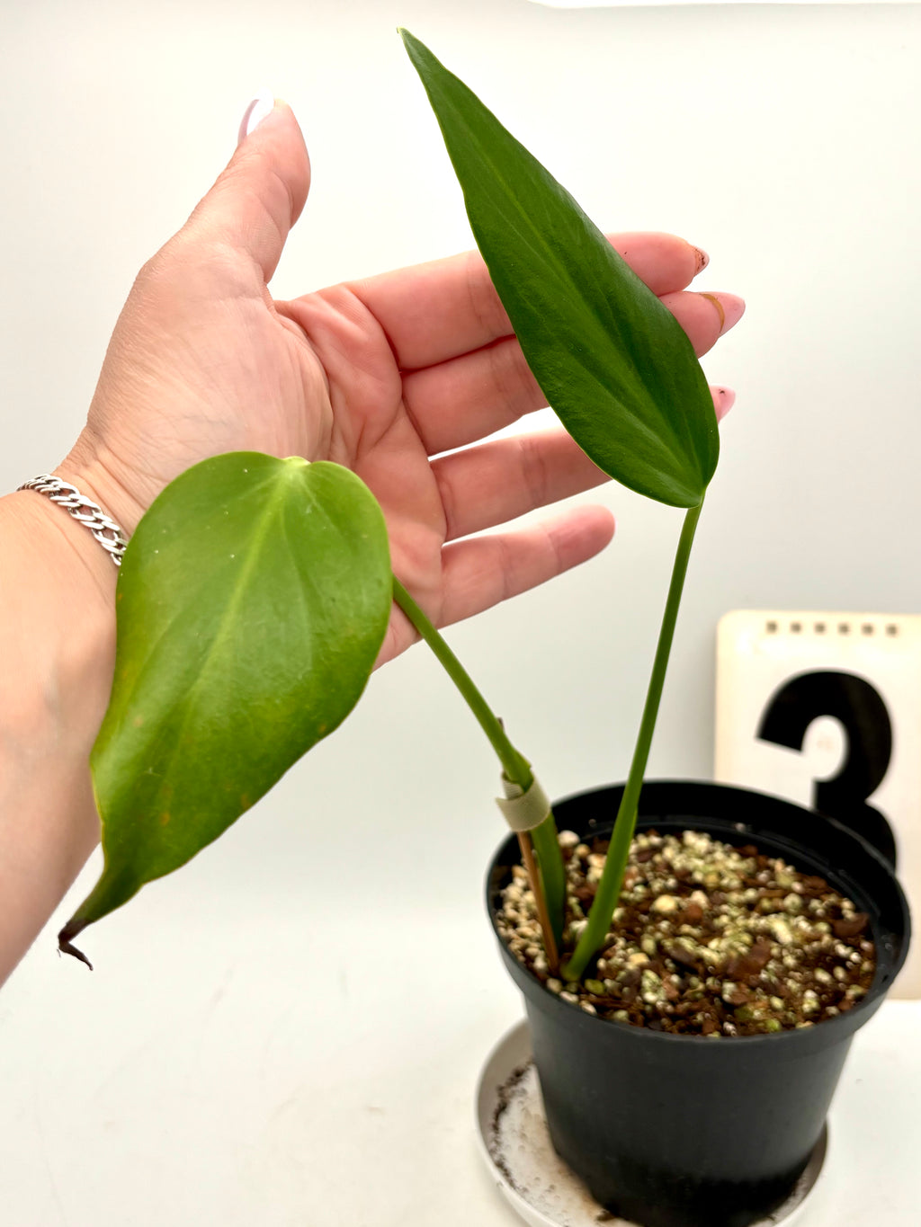 Große Monstera Burle Marx Flame mit markanten, gestreiften Blättern, exotische Zimmerpflanze von Exotic-Flowers