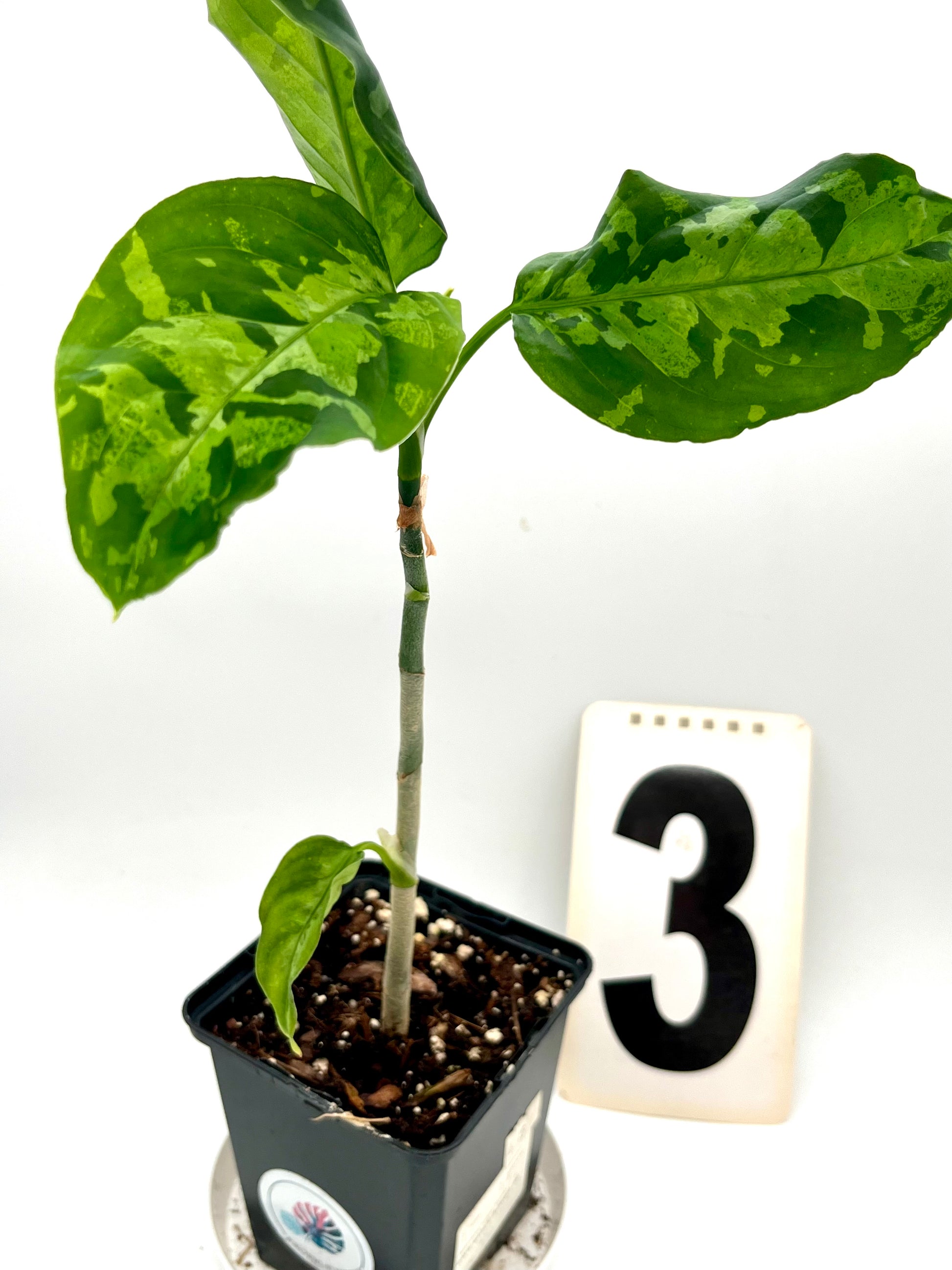 Aglaonema Pictum Tricolor