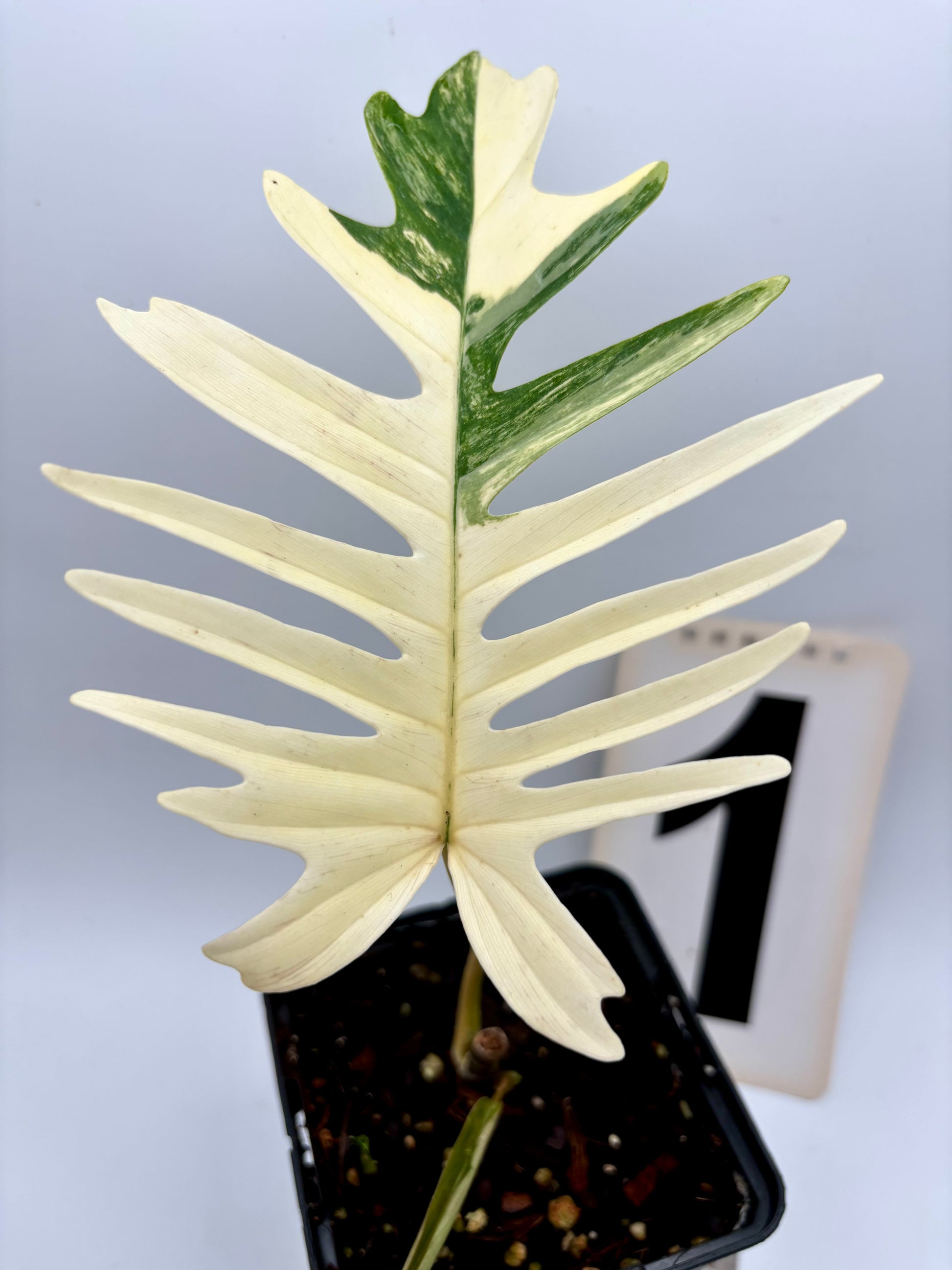 Philodendron Tortum Variegata x Florida Beauty