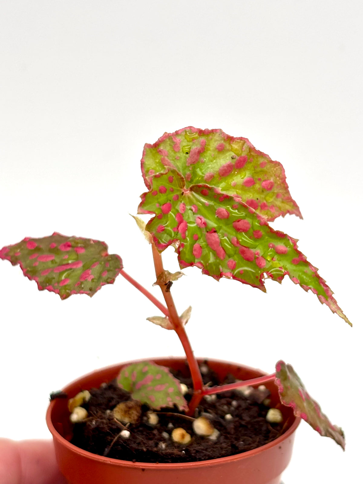 Helle pinke Begonie NoId Pink Lady von Exotic-Flowers mit grünen Blättern, perfekt für Zimmer oder Balkon.