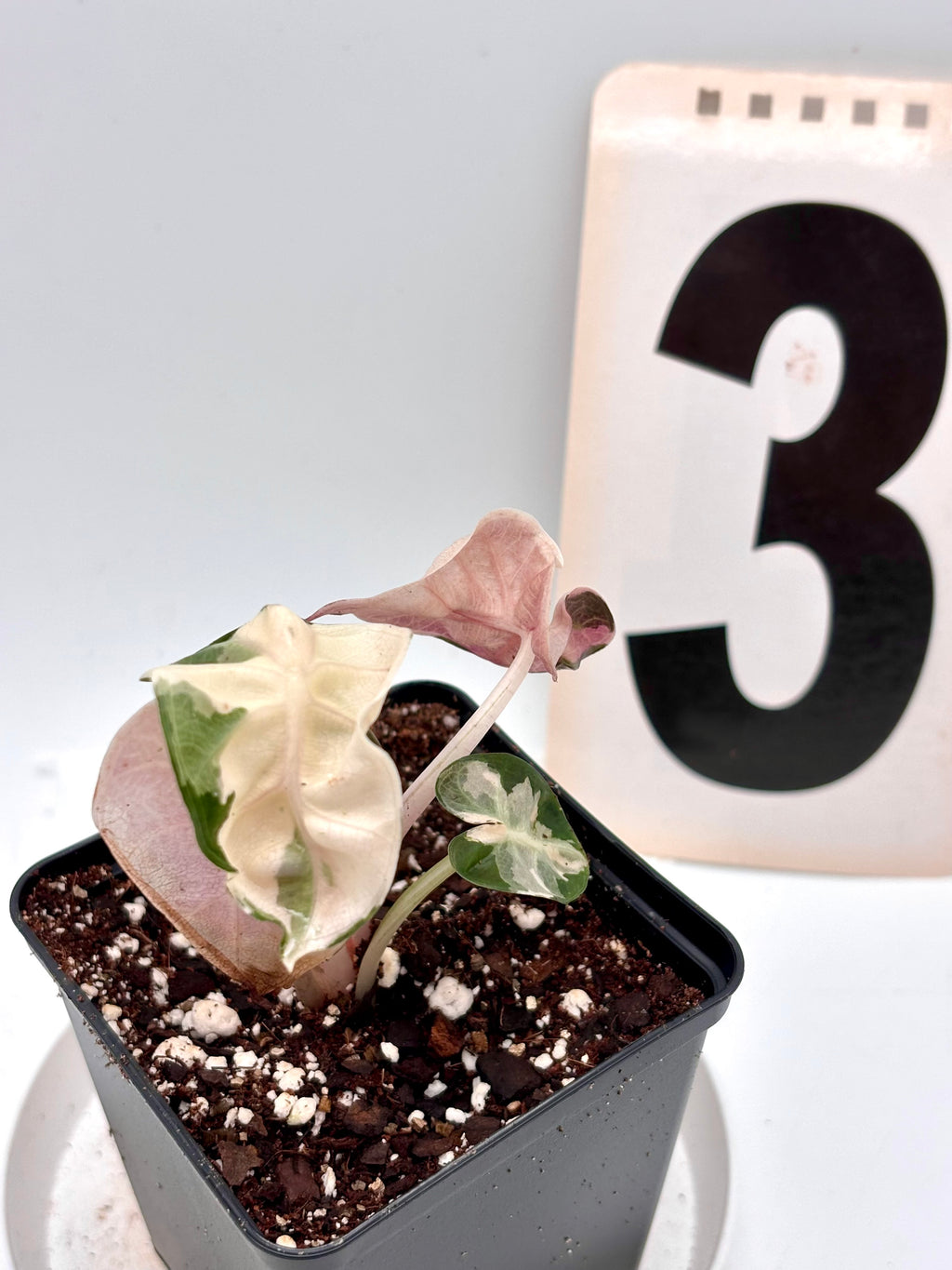 Alocasia Balloon Heart Variegata