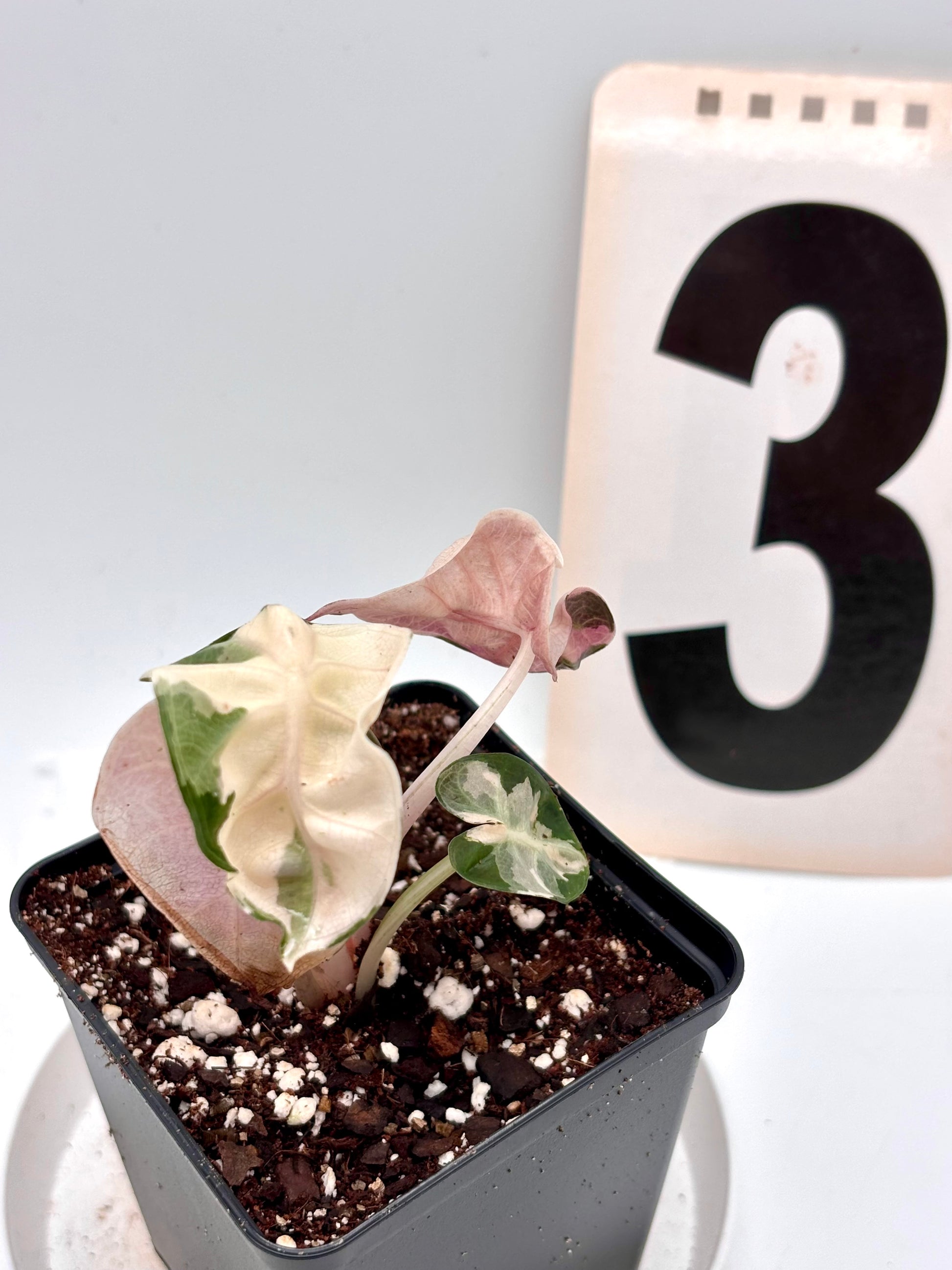 Alocasia Balloon Heart Variegata