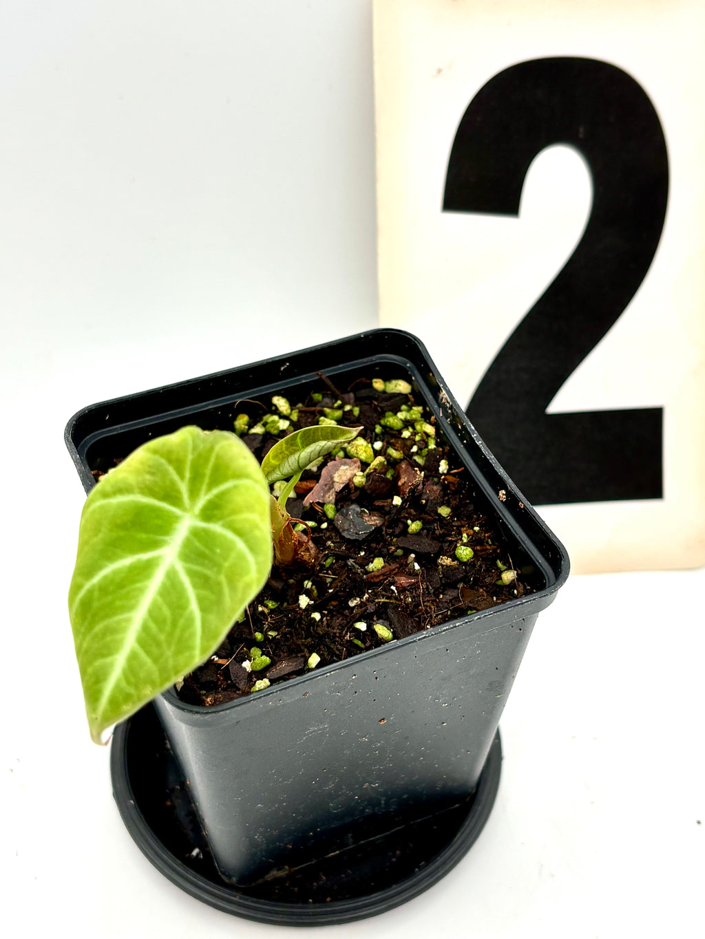 Grüne Alocasia Green Velvet Pflanze mit großen, samtigen Blättern, exotische Zimmerpflanze von Exotic-Flowers