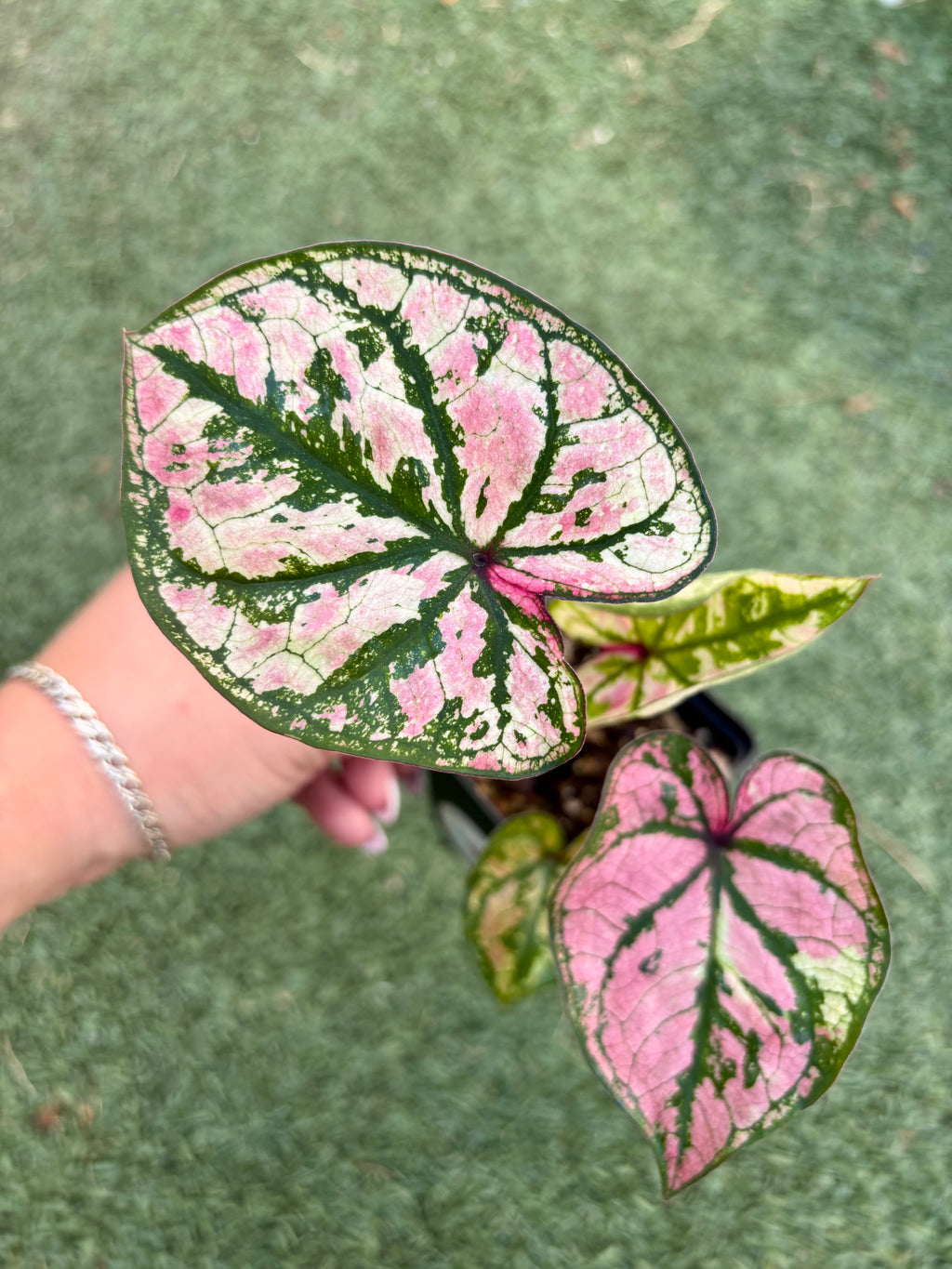Caladium Zixia