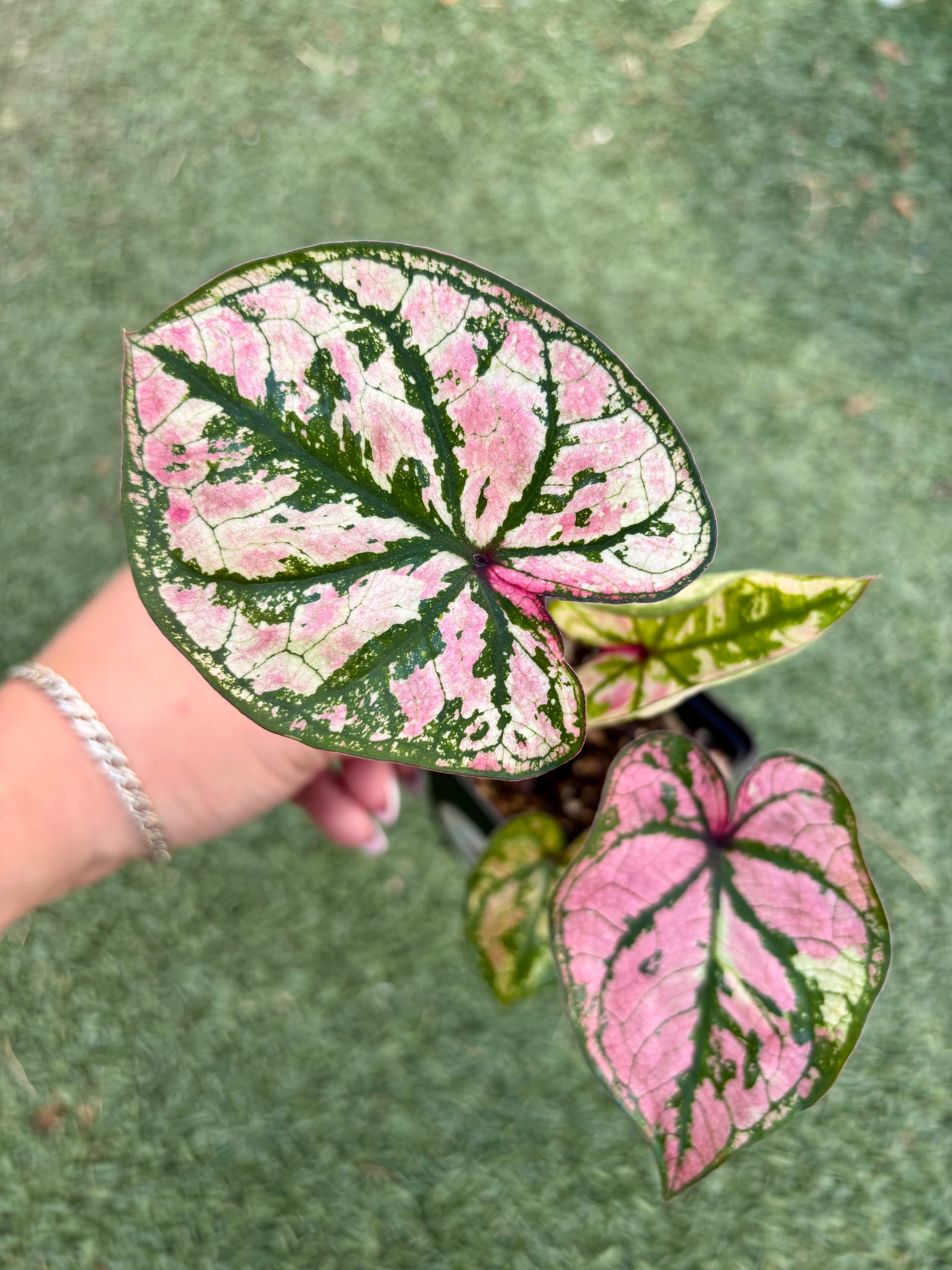Caladium Zixia