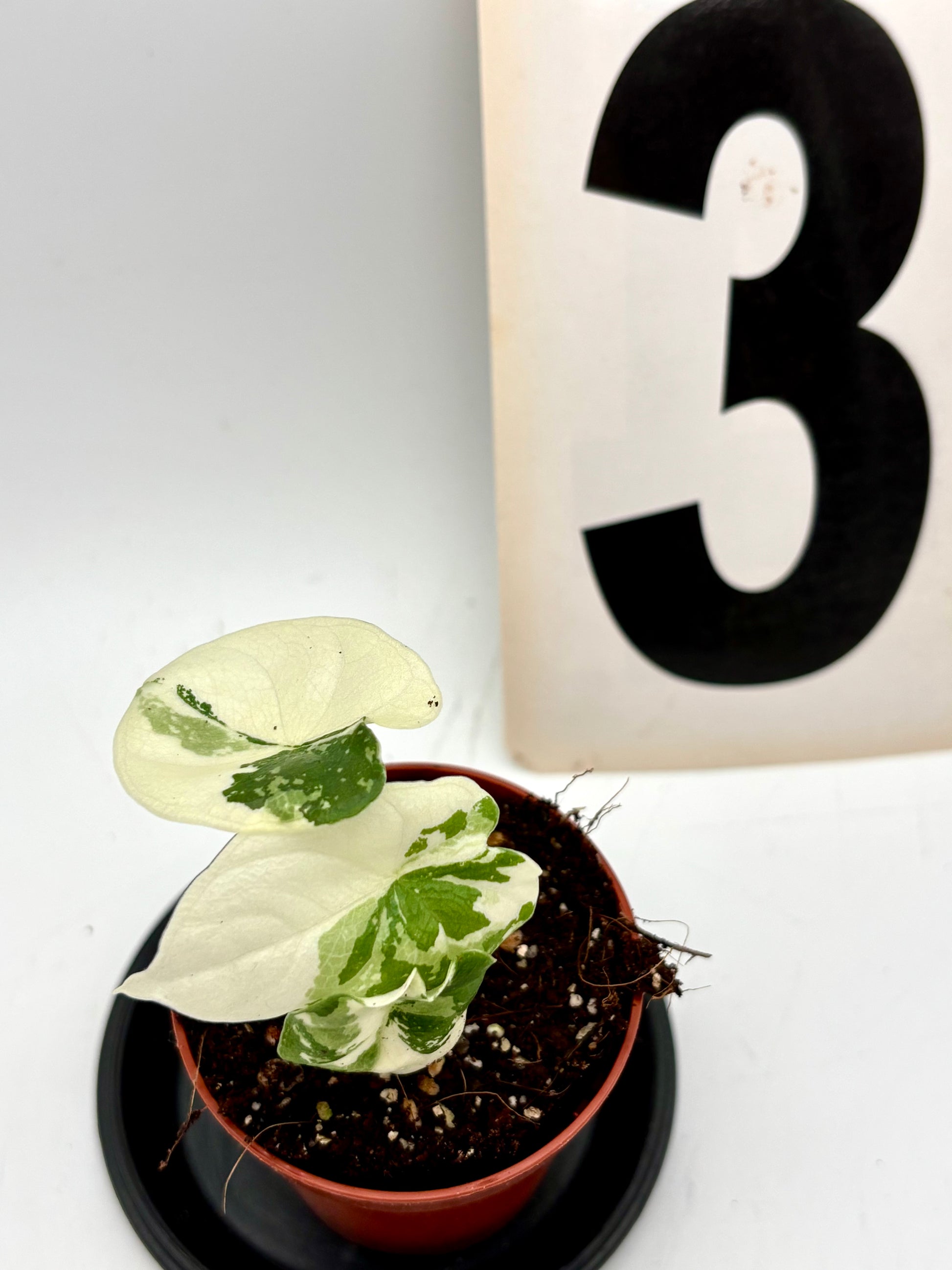 Alocasia Melo Albo Variegata Pflanze mit weißen und grünen Blättern, exotische Zimmerpflanze von Exotic-Flowers