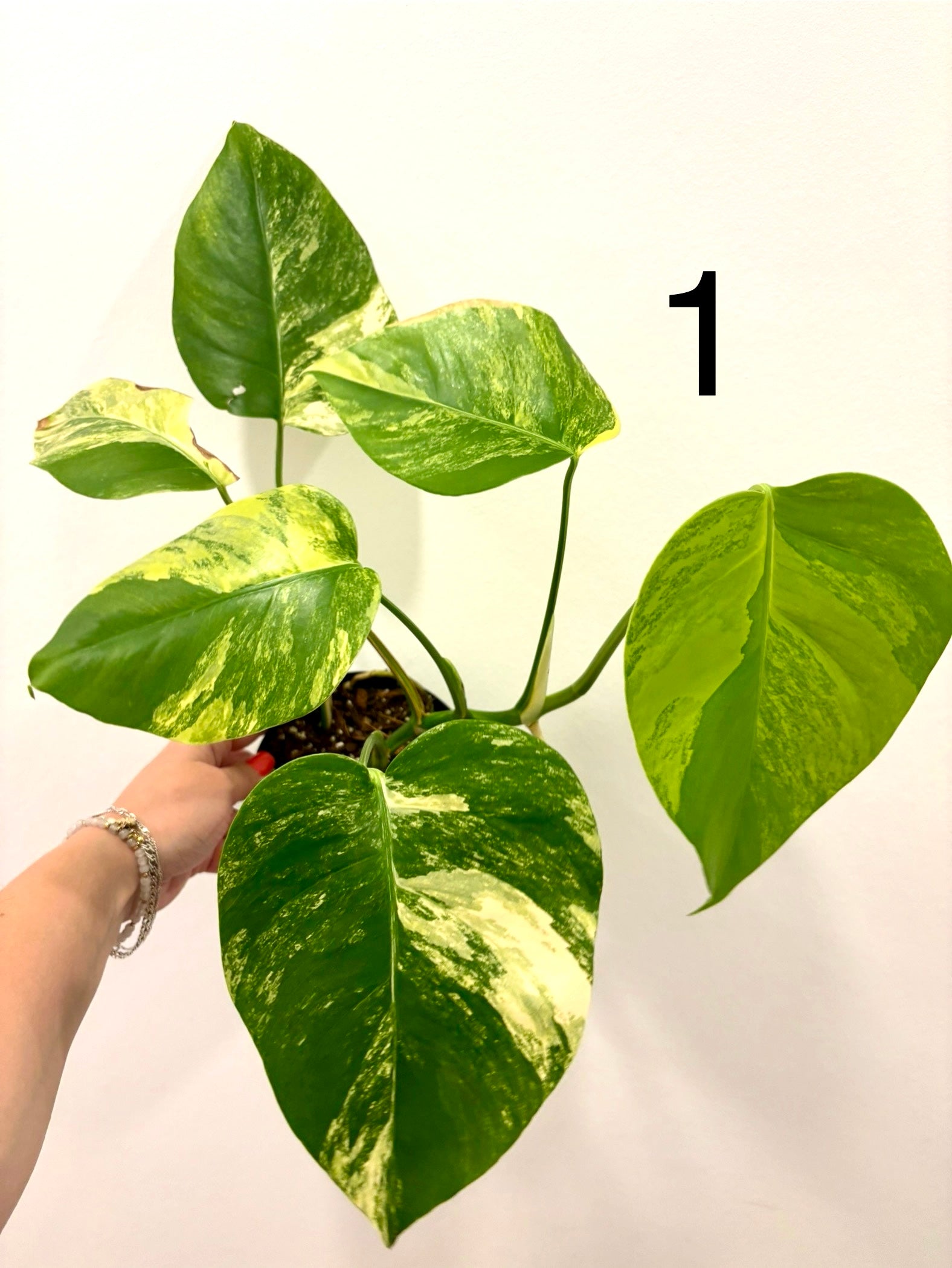 Gelbe und grüne Monstera Aurea Variegata Pflanze von Exotic-Flowers, große Blätter mit attraktiver Variegation.