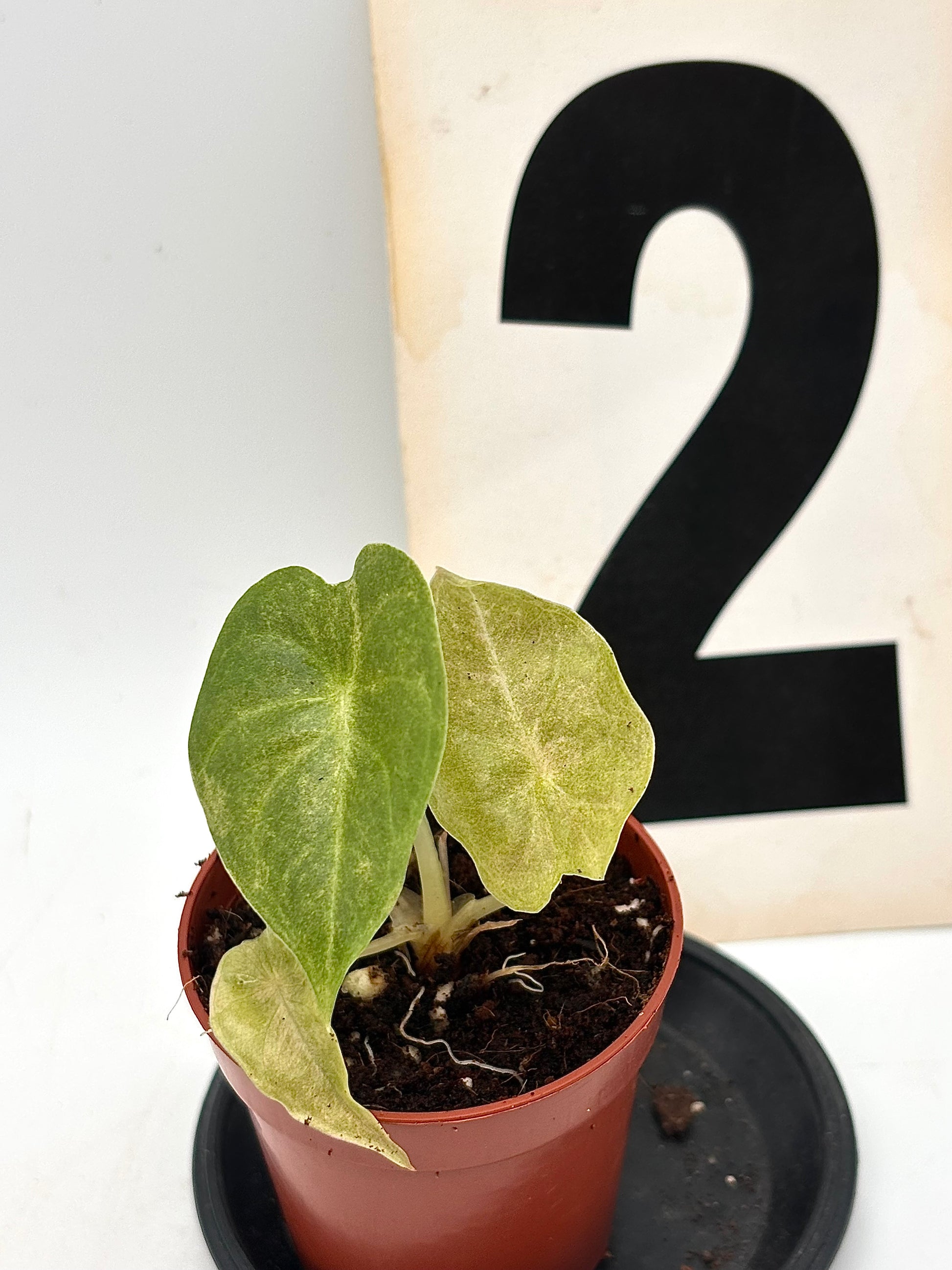 Alocasia Golden Bone Pink Mint Variegata