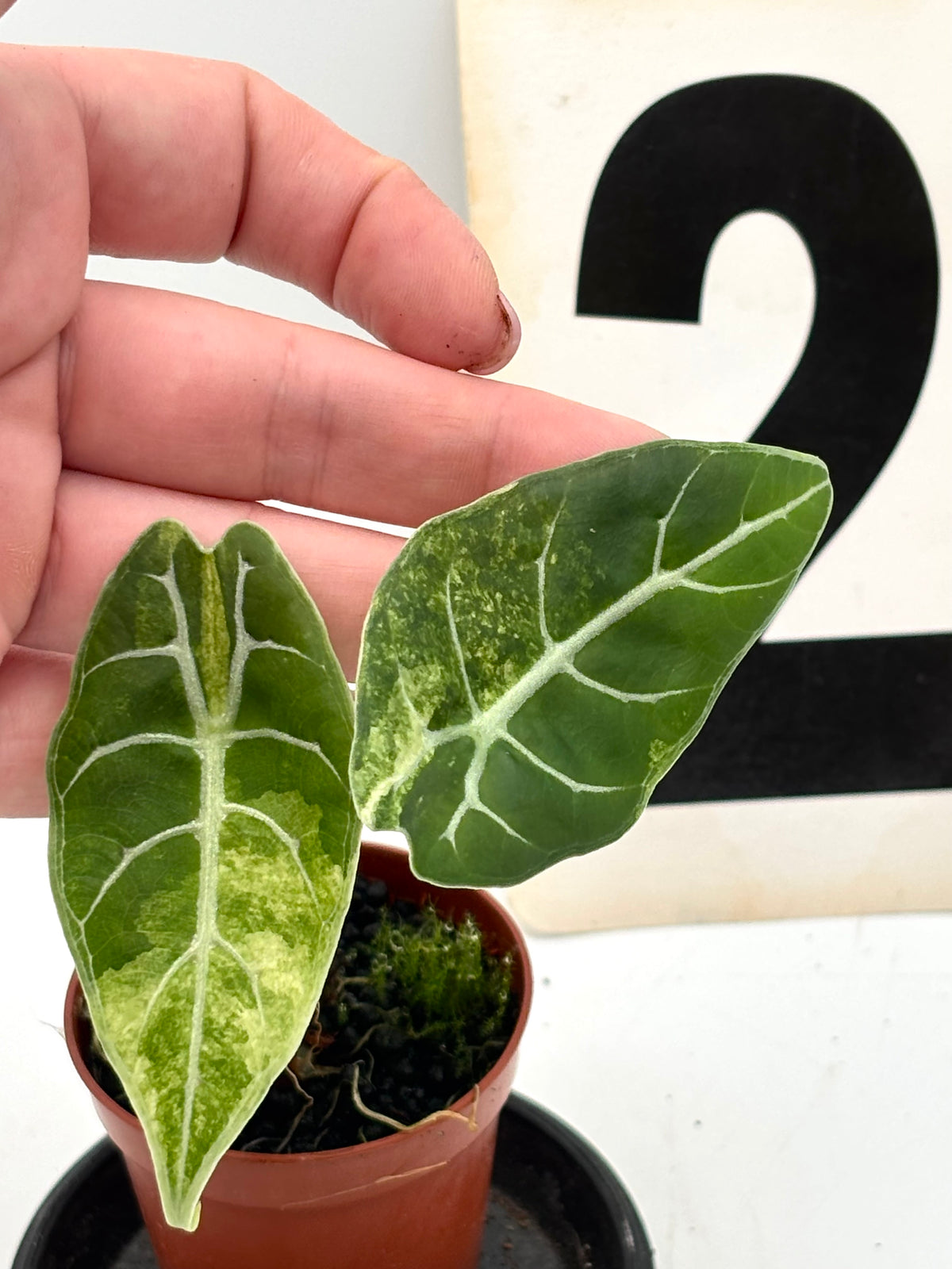 Alocasia Watsoniana Doff Variegata Pflanze mit großen grün-weiß variierten Blättern, exotische Zimmerpflanze, von Exotic-Flowers