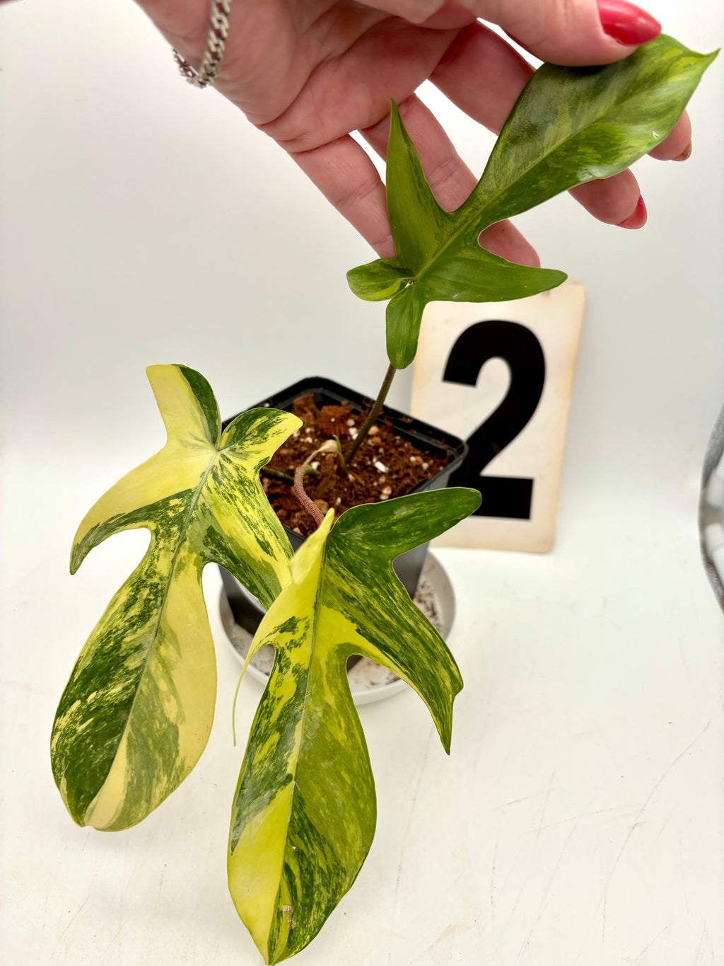 Grüner Philodendron Florida Beauty von Exotic-Flowers mit glänzenden, herzförmigen Blättern in Top-Ansicht