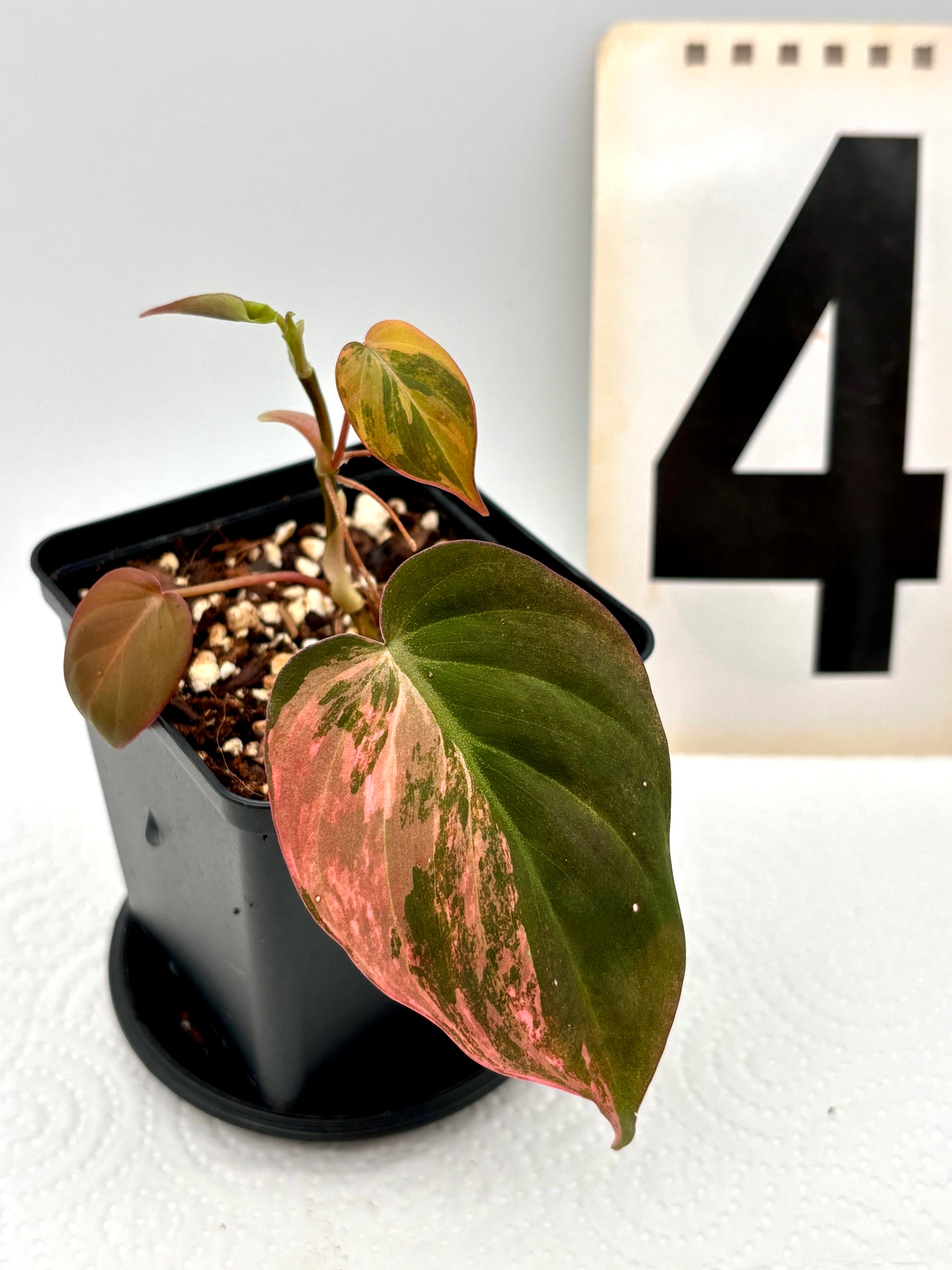 Grüner Philodendron Micans Variegata mit herzförmigen Blättern und variegierter Musterung, im Top auf einem Tisch.