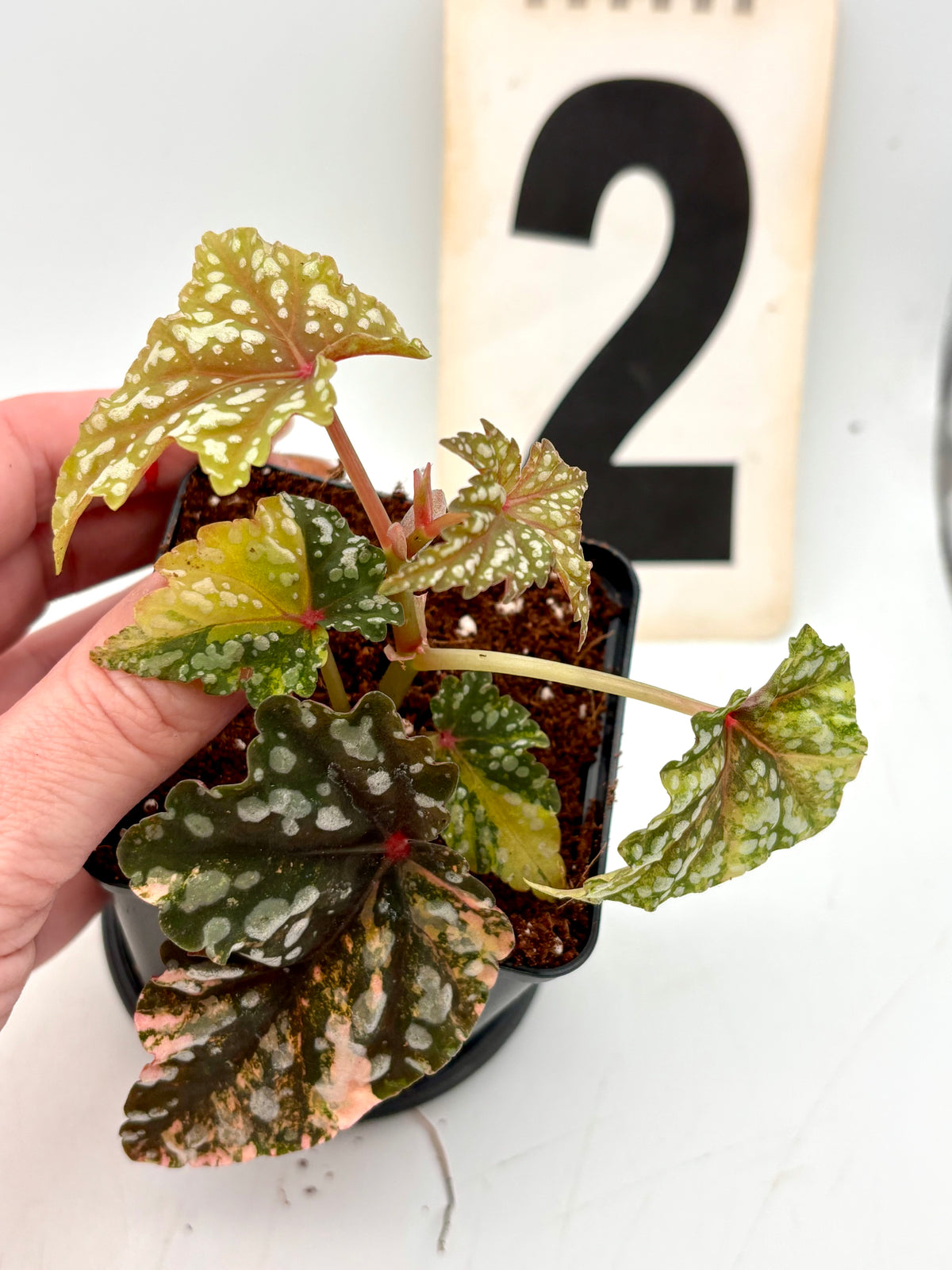 Begonia Izumo no Kiraboshi Variegata