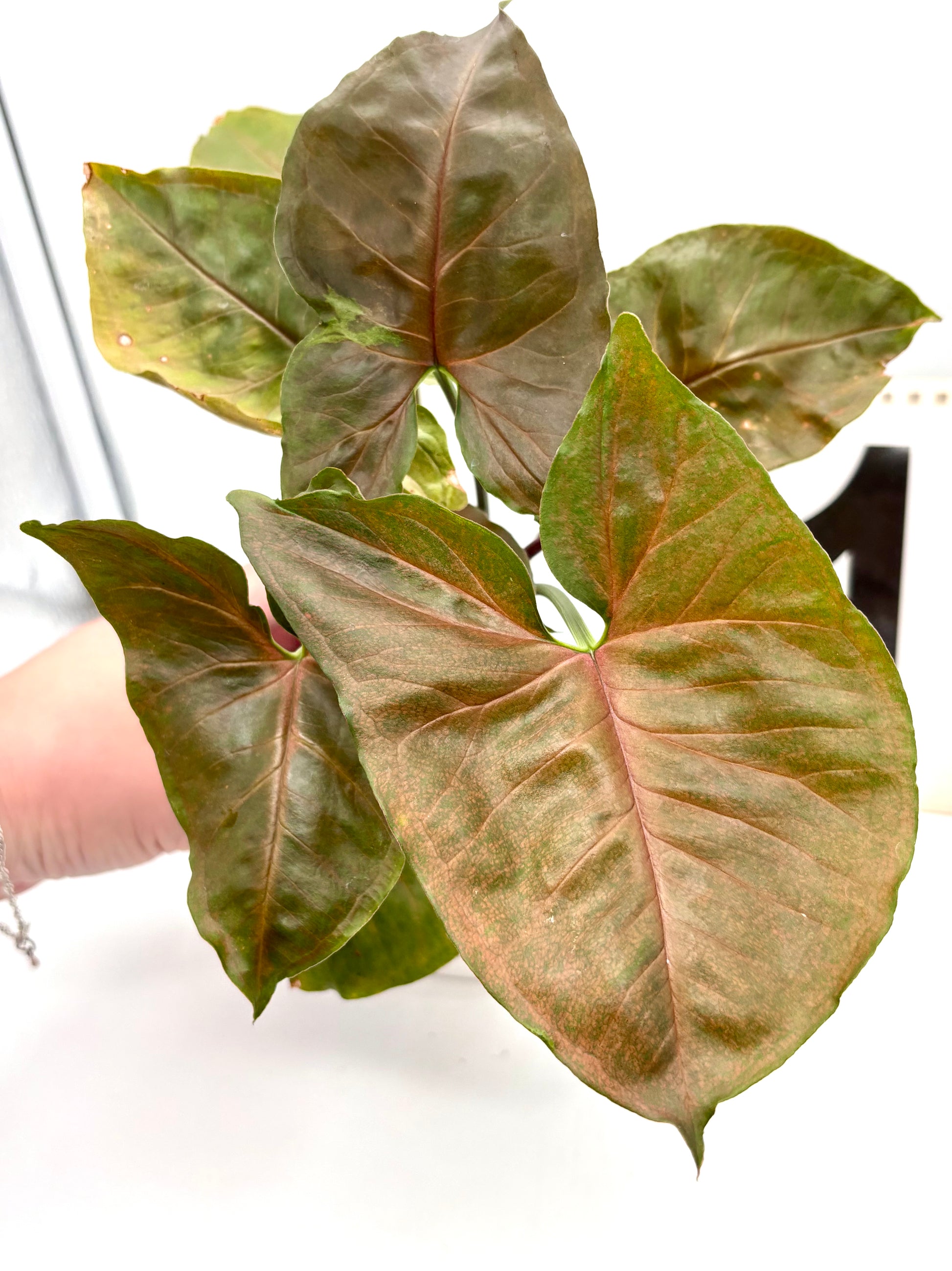 Syngonium Brocante