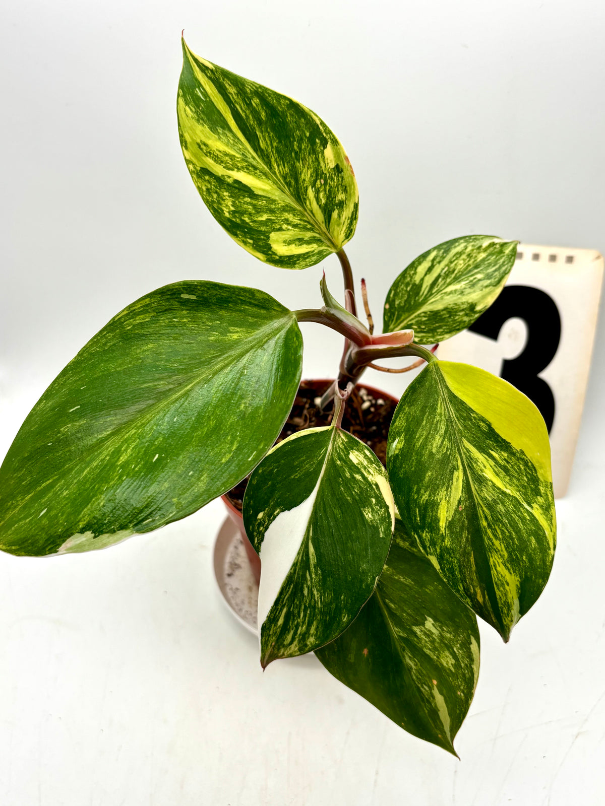 Philodendron White Knight Aurea / Tricolor