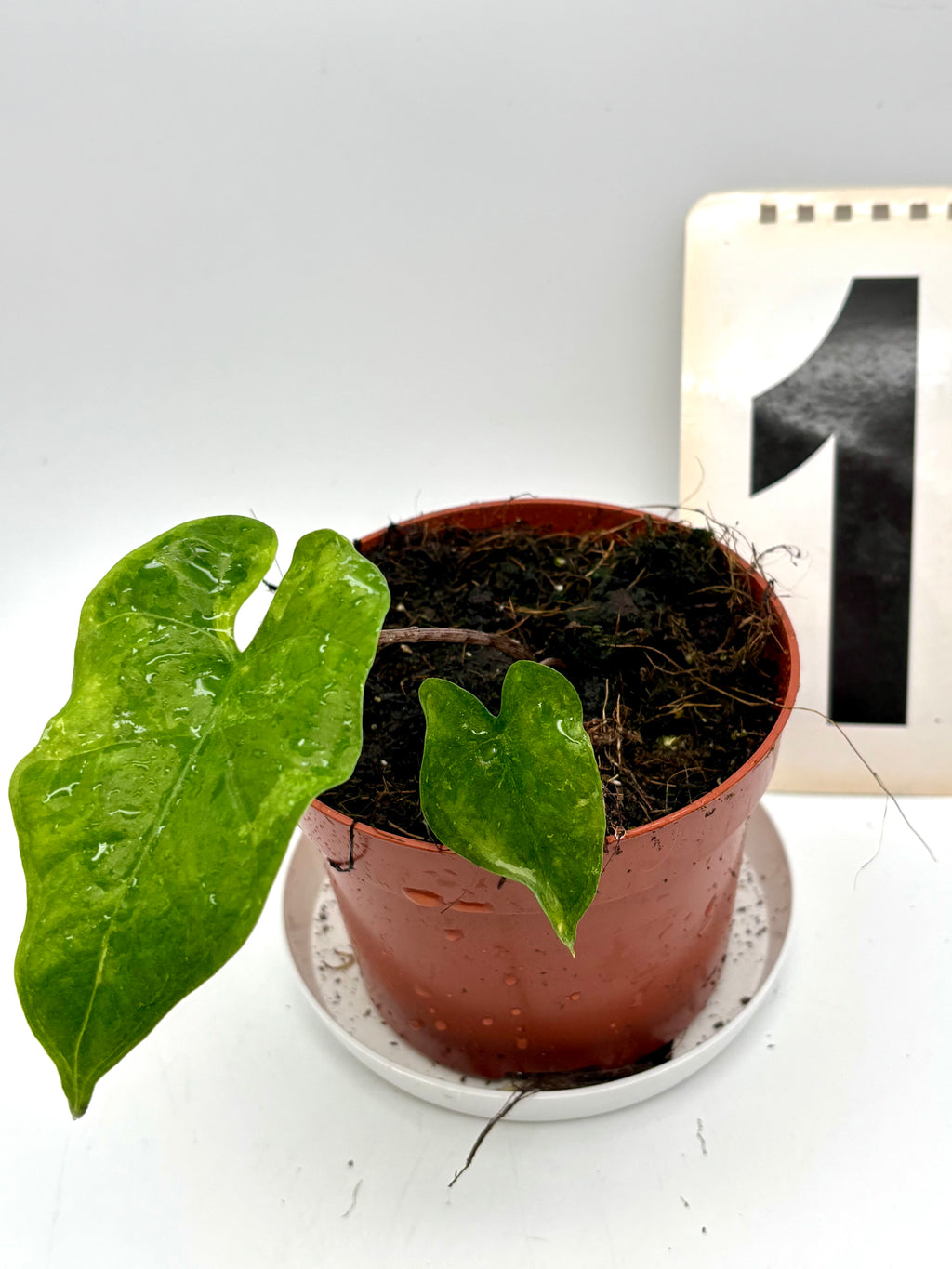 Alocasia Bat Wing Variegata