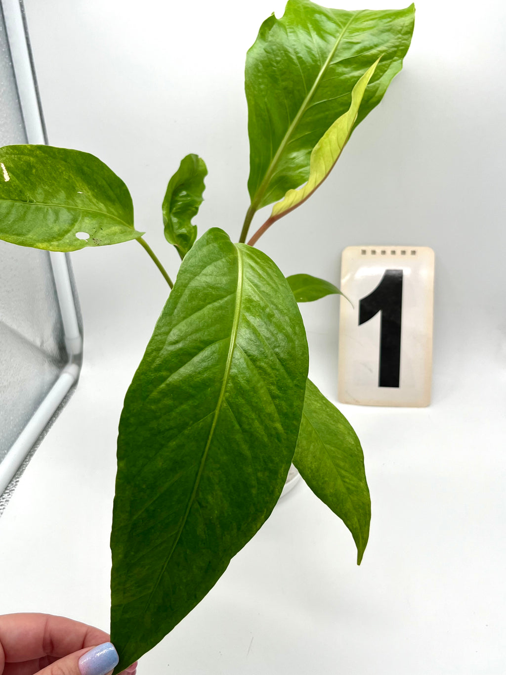 Anthurium Hookeri Variegata