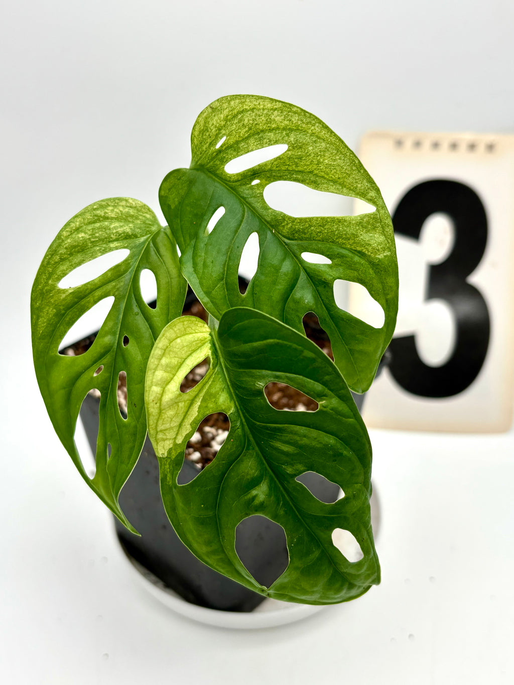 Monstera Adansonii Variegata