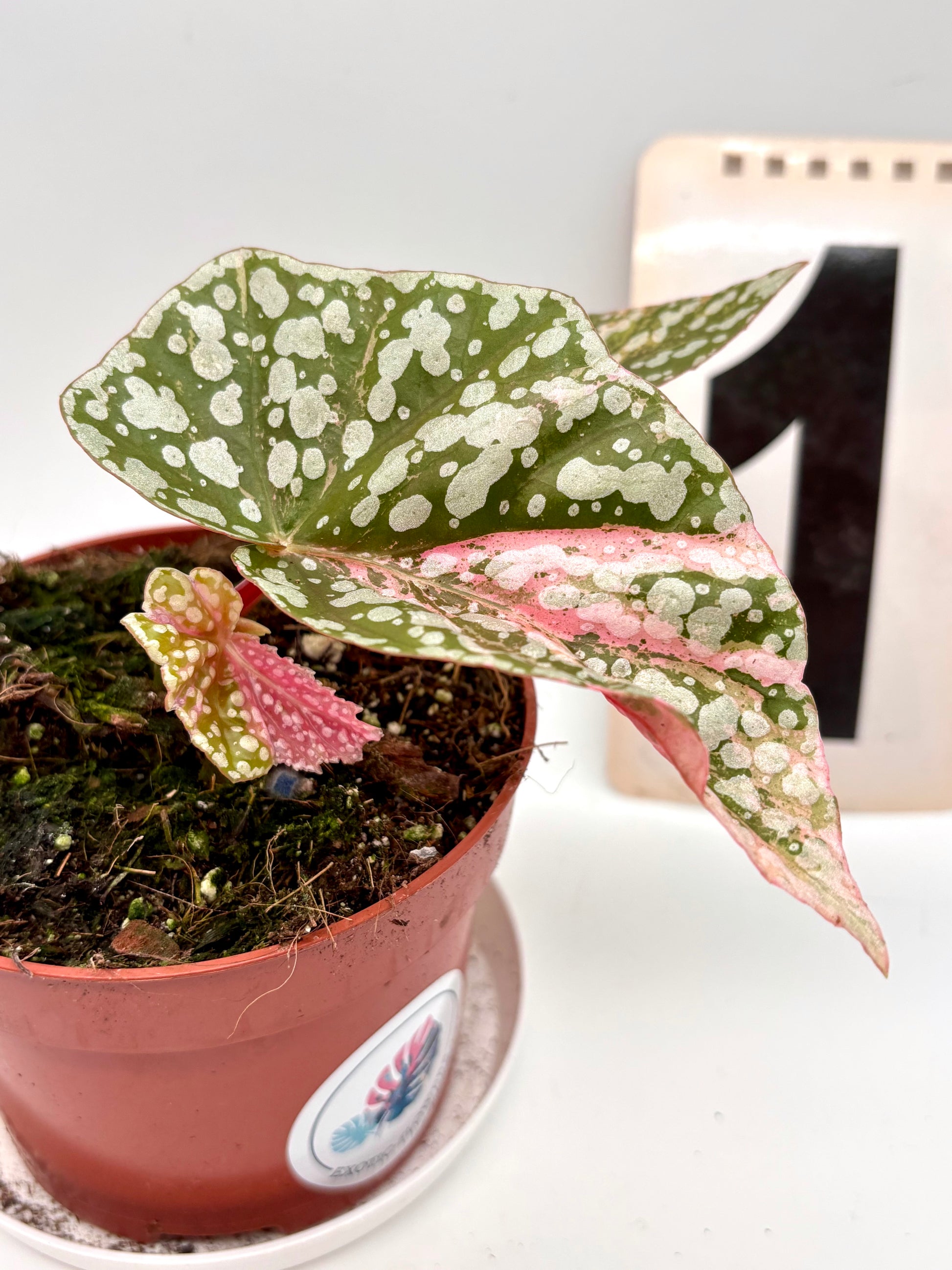 Begonia Snowcap Variegata