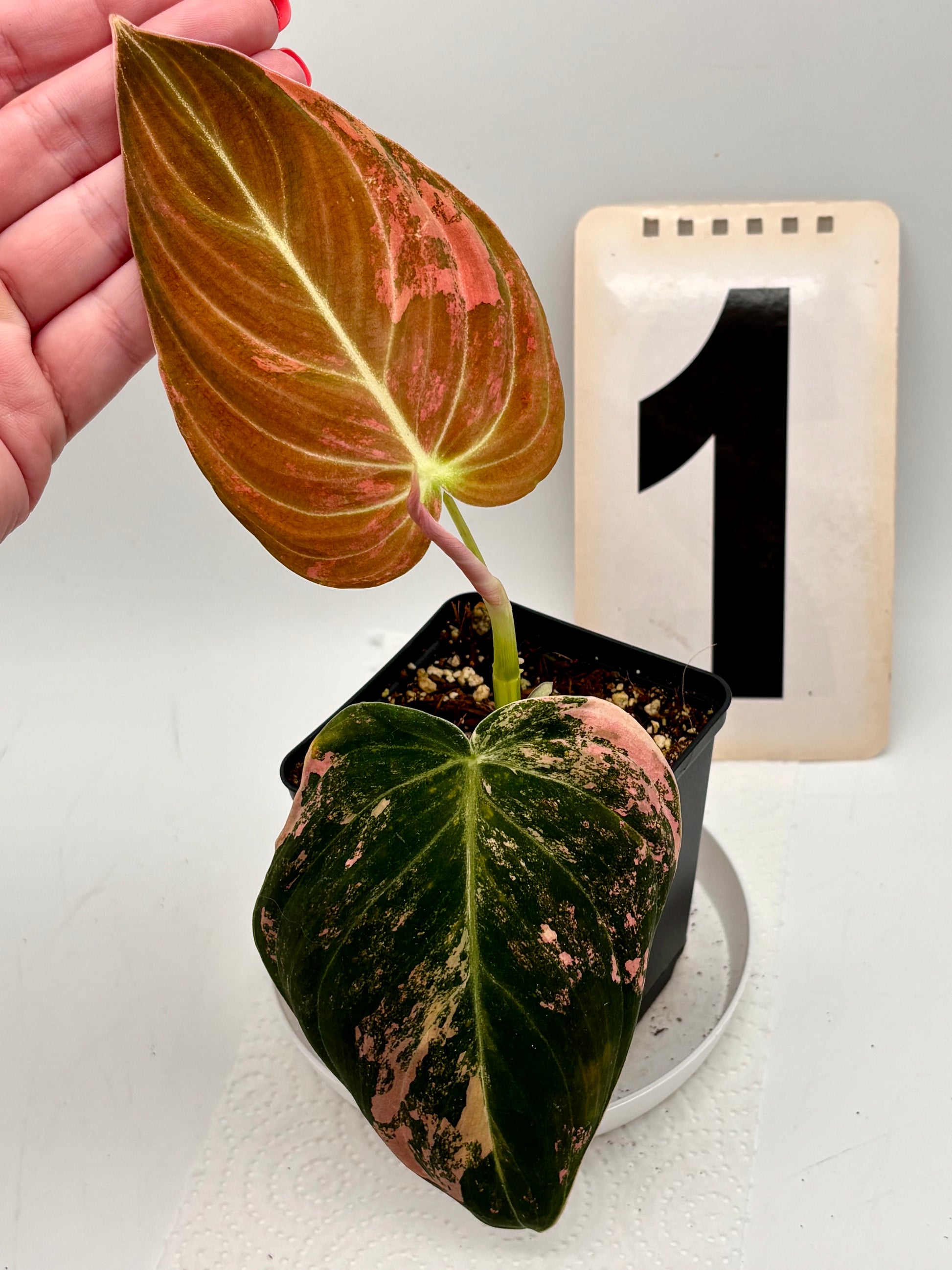 Philodendron Melanochrysum Pink Variegata