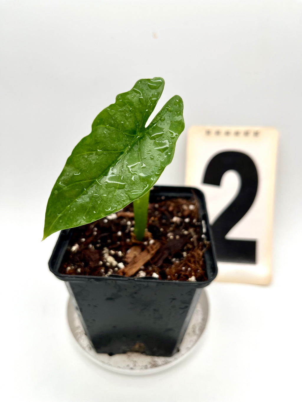 Alocasia Heterophylla Silver