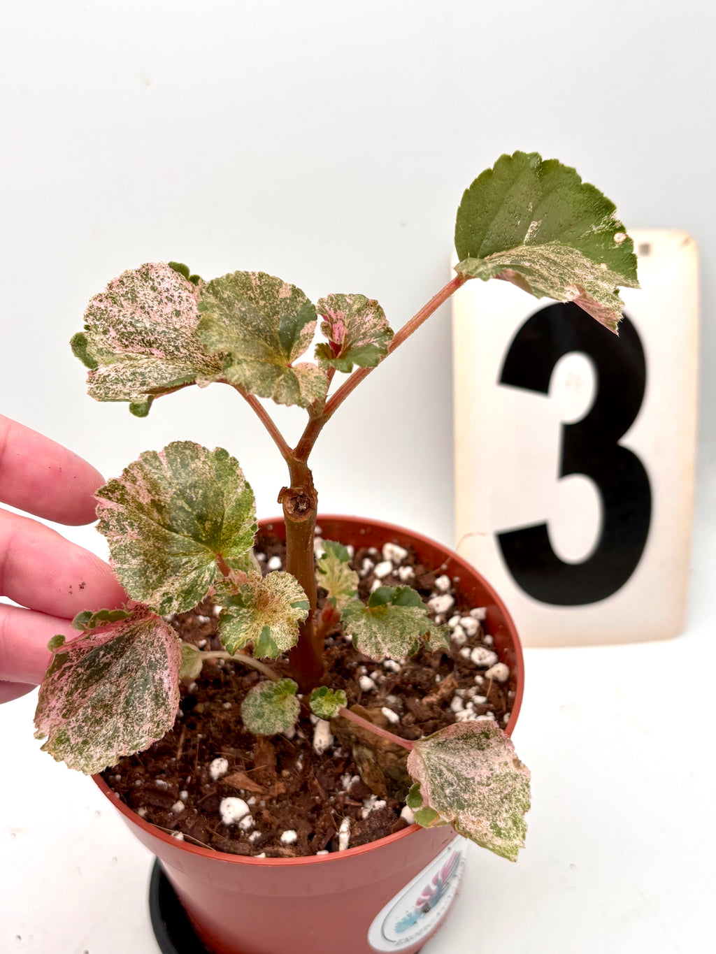 Begonia Cucullata Variegata
