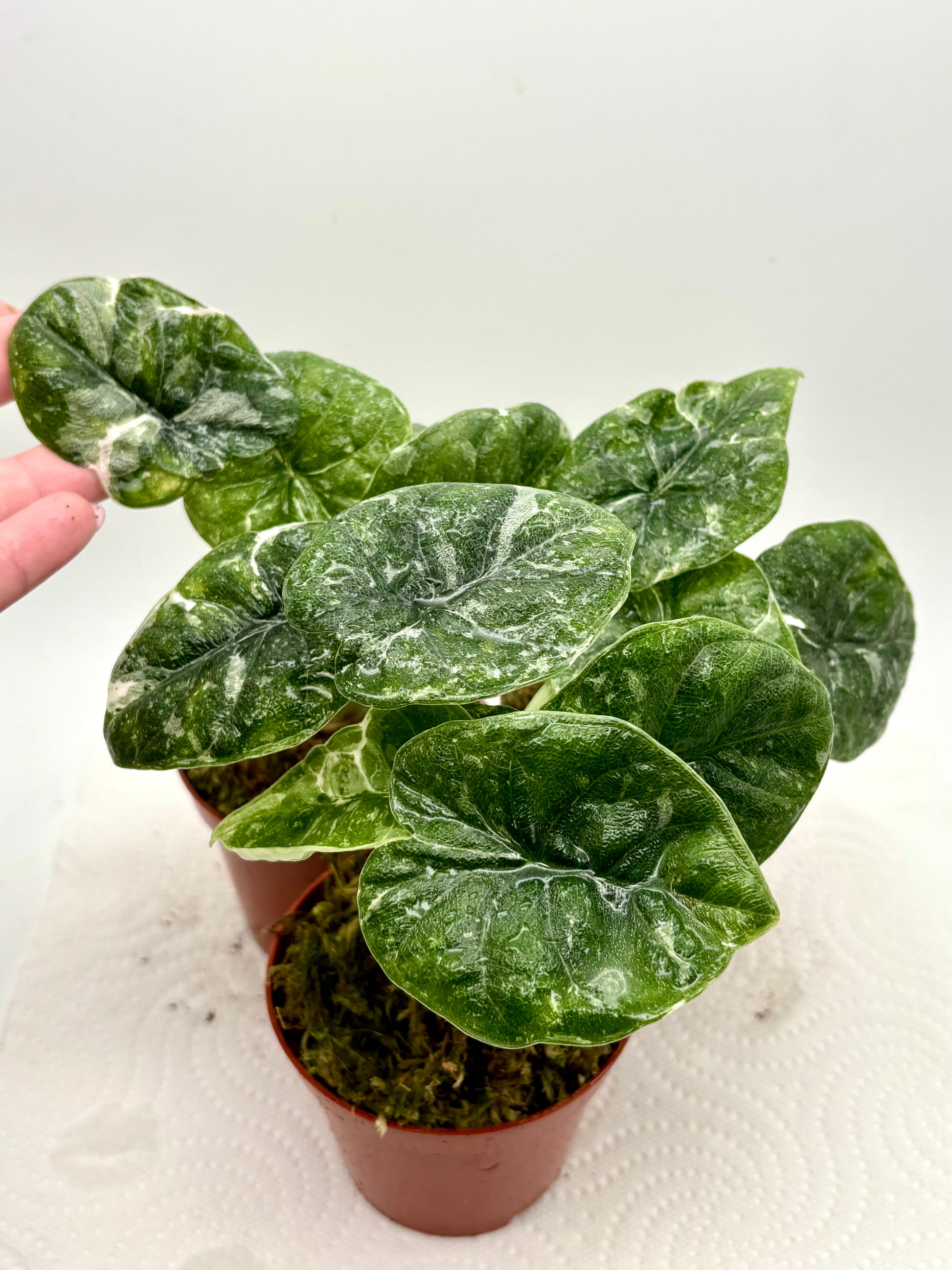 Alocasia Melo Variegata Splash