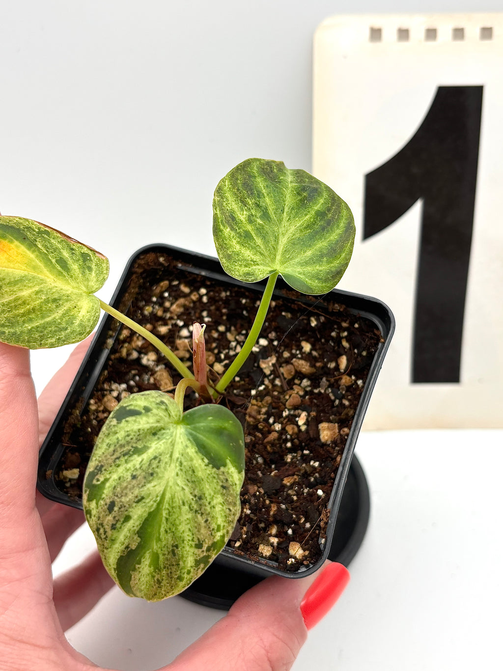 Philodendron Verrucosum Mint Variegata Pflanze mit grünen und weißen Blättern, exotische Zimmerpflanze von Exotic-Flowers