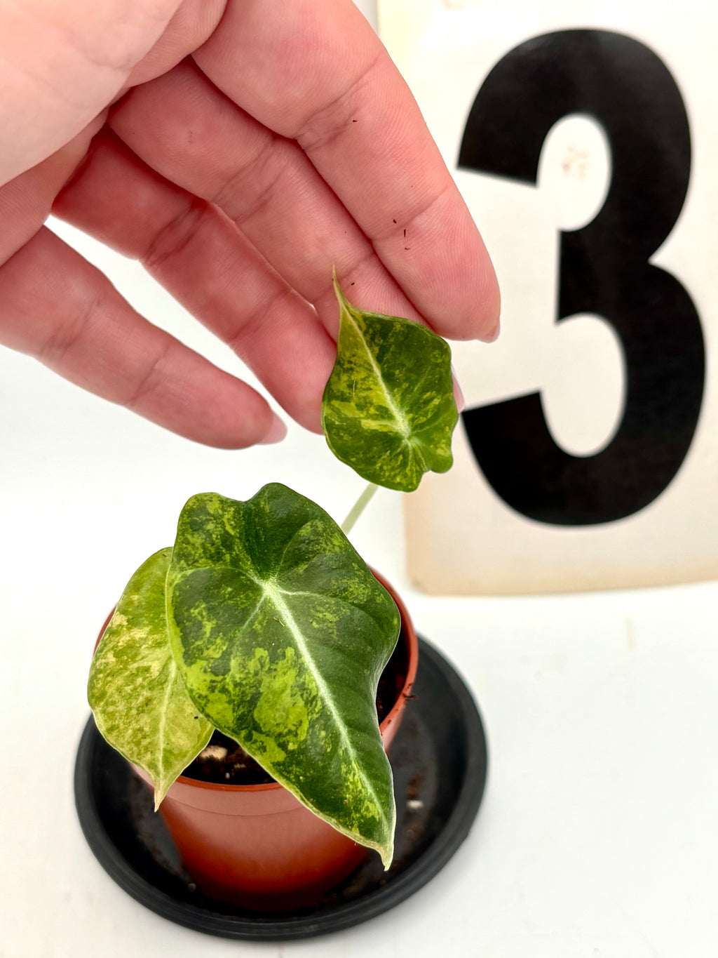 Alocasia Black Velvet Aurea Variegata