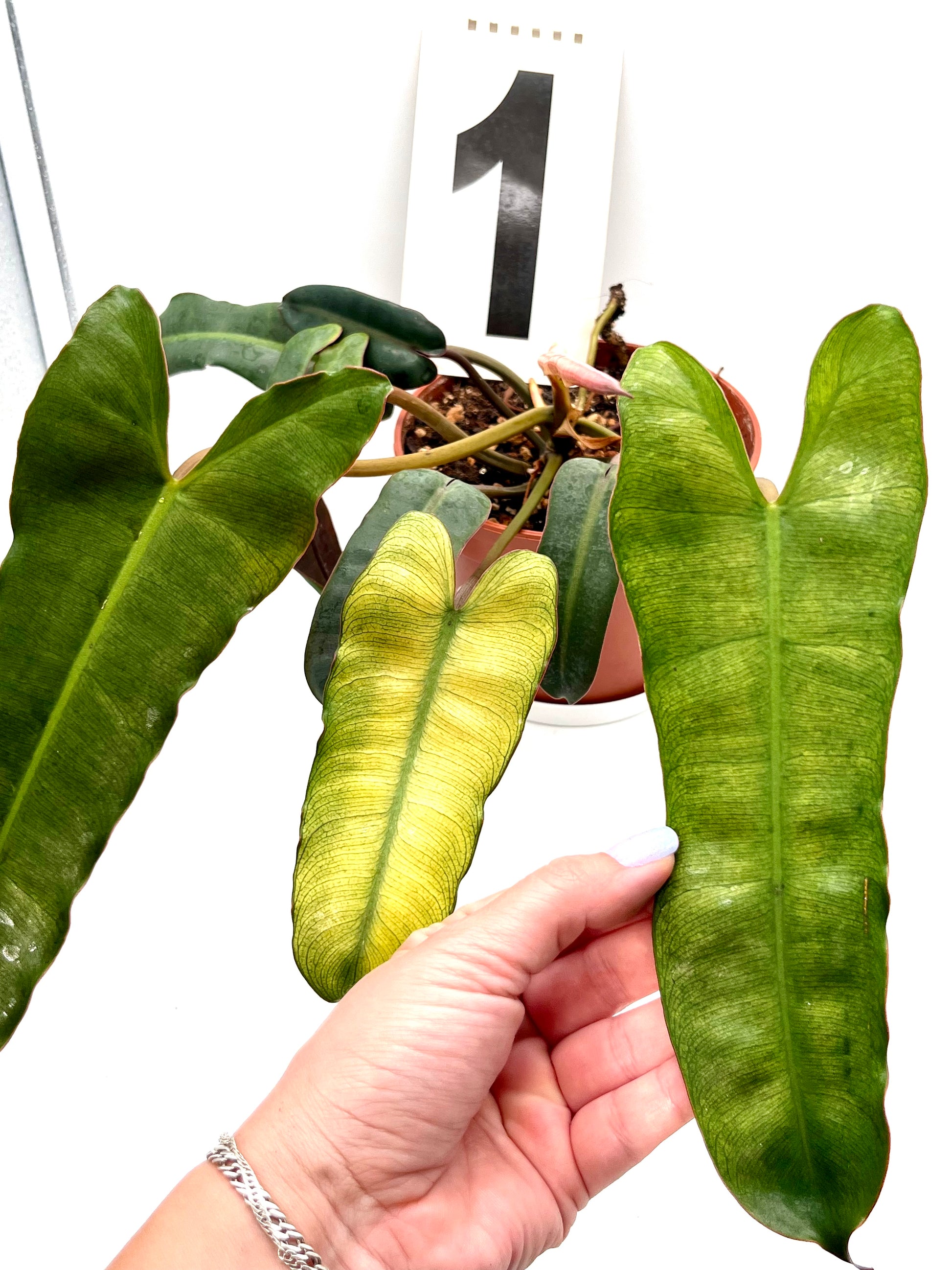 Philodendron Billietiae Mint-Blue-Gray Hybrid