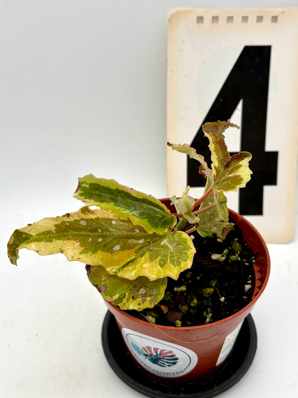 Begonia Dainty Spray Sport Variegata