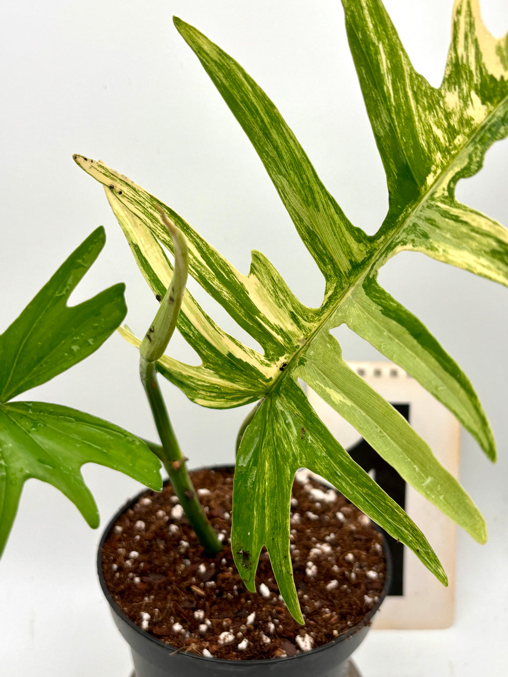 Philodendron Tortum Variegata und Florida Beauty Pflanze von Exotic-Flowers, grüne Blätter mit variegierten Mustern, detailreiche Aufnahme
