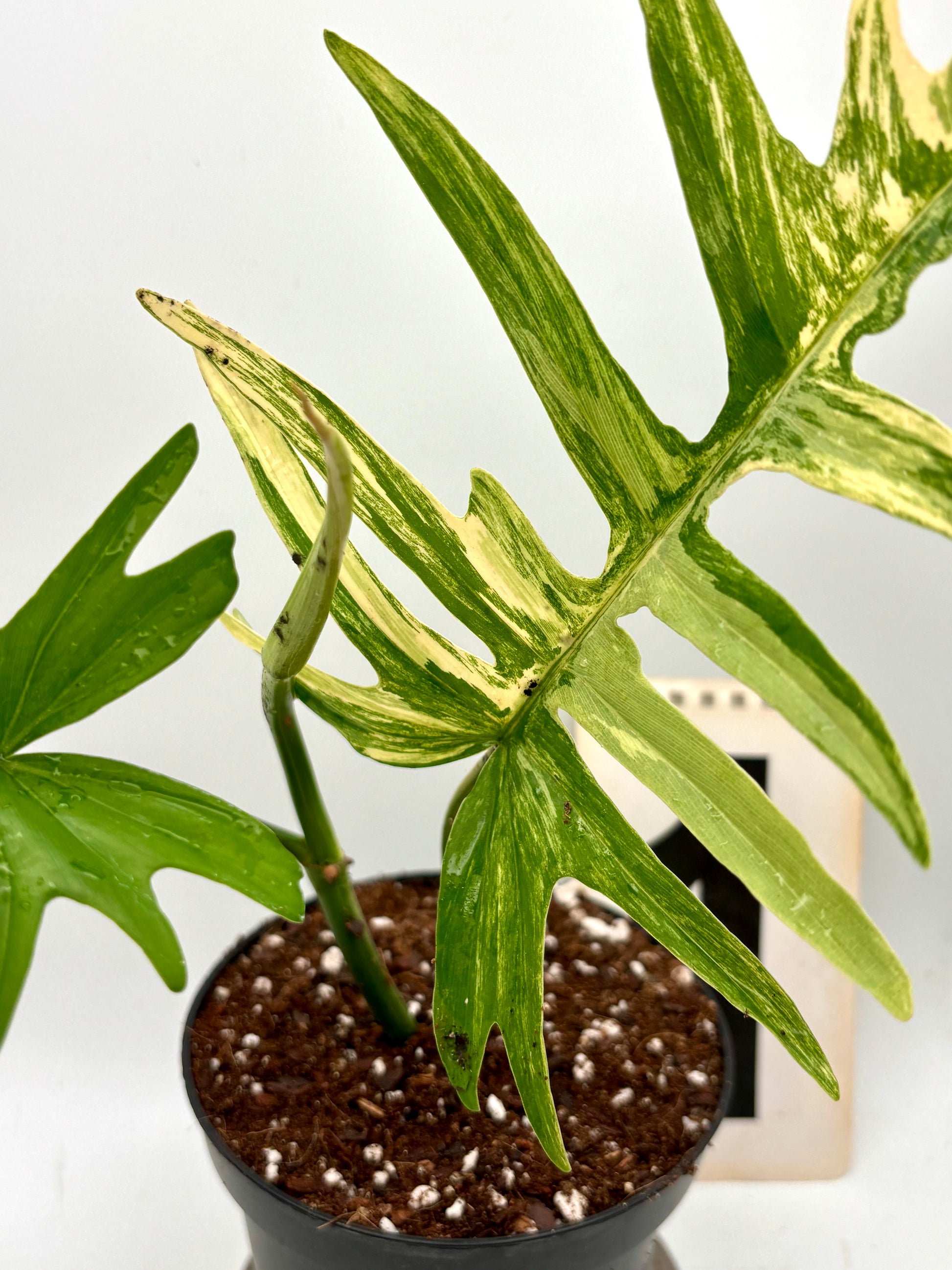 Philodendron Tortum Variegata und Florida Beauty Pflanze von Exotic-Flowers, grüne Blätter mit variegierten Mustern, detailreiche Aufnahme
