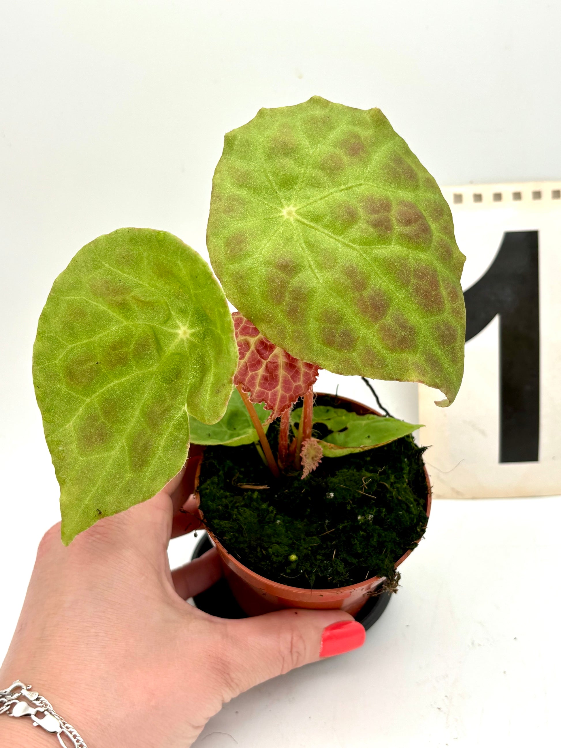 Begonia Phuthoensis Pflanze von Exotic-Flowers mit grünen Blättern und auffälligen Blüten, Nahaufnahme auf Bild E3615EDD.