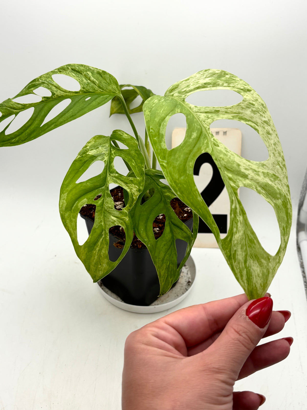 Monstera Adansonii Indonesian Marble Pflanze mit grünen Blättern und weißen Marmormustern, von Exotic-Flowers.