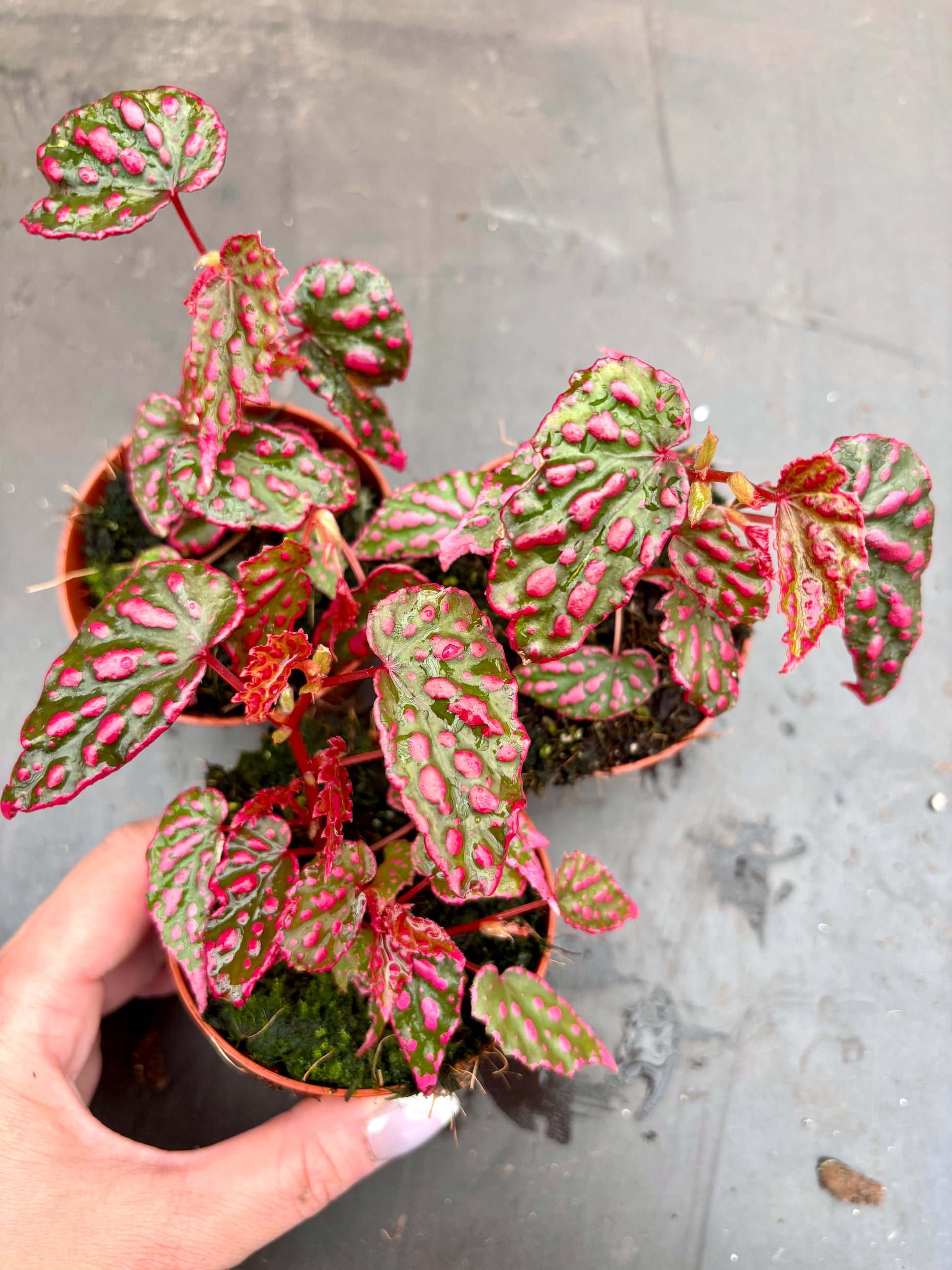 Begonia NoId - Pink Lady