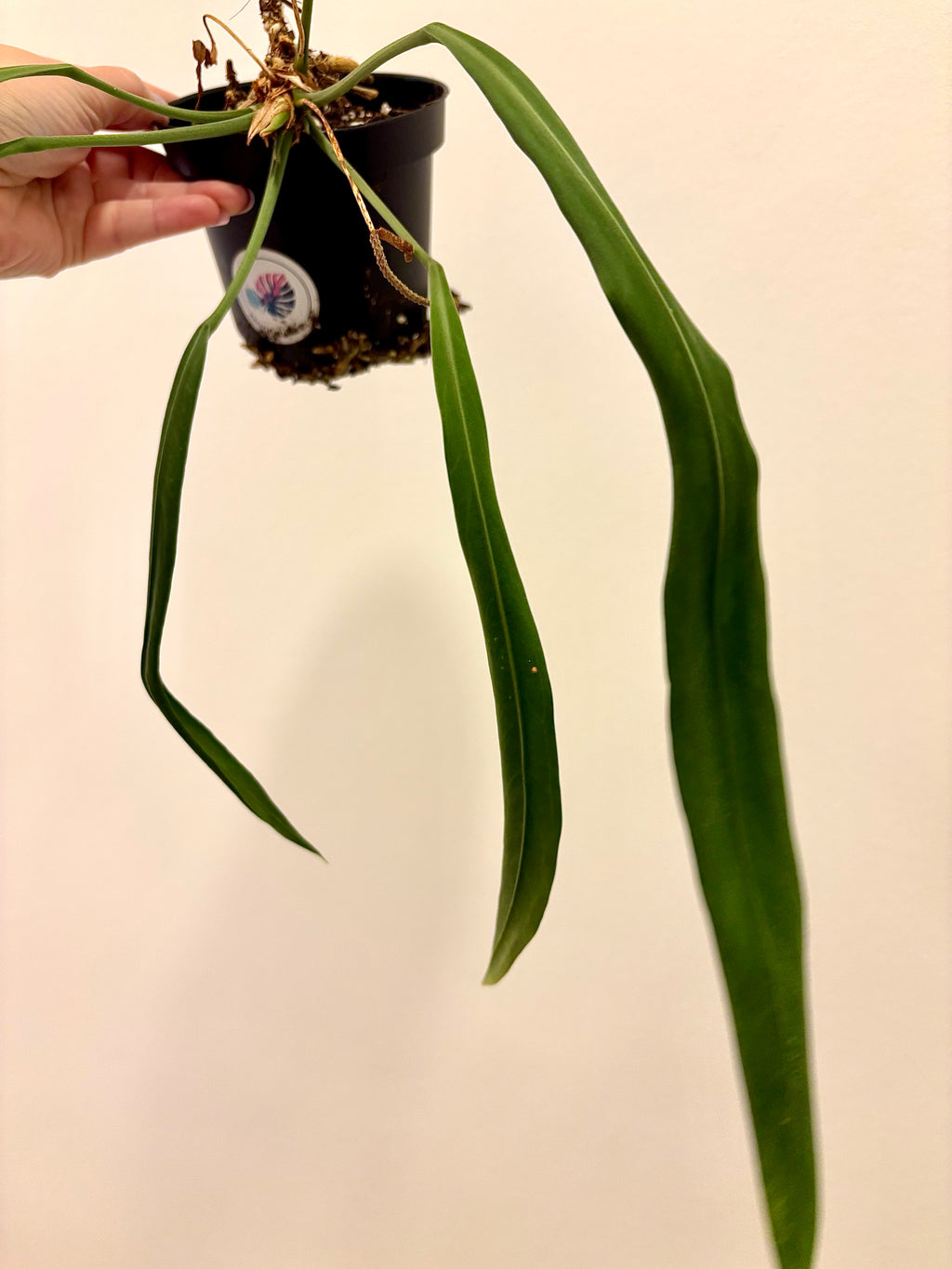 Anthurium Vittarifolium - Exotic-Flowers