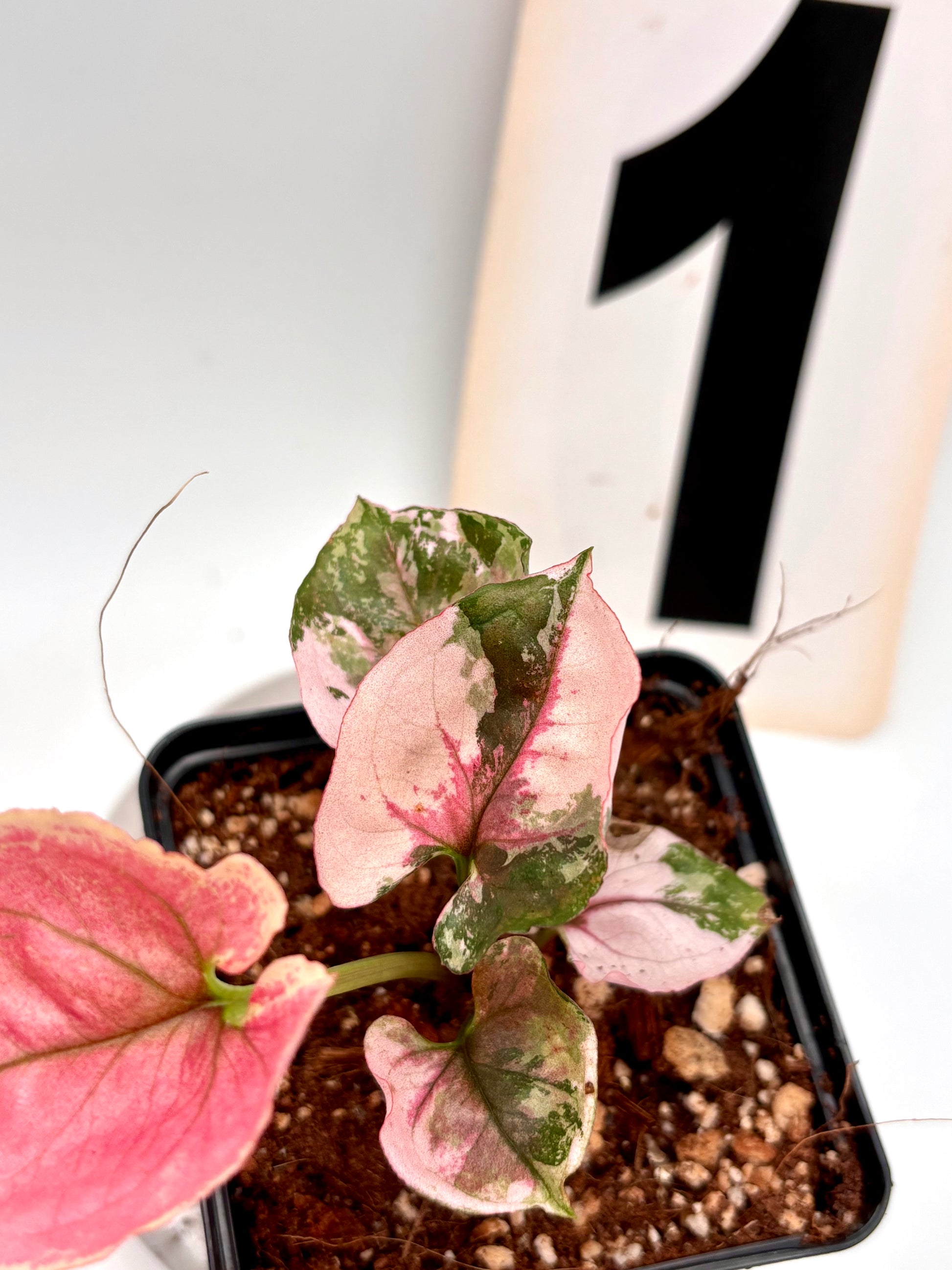 Syngonium Strawberry Ice Galaxy