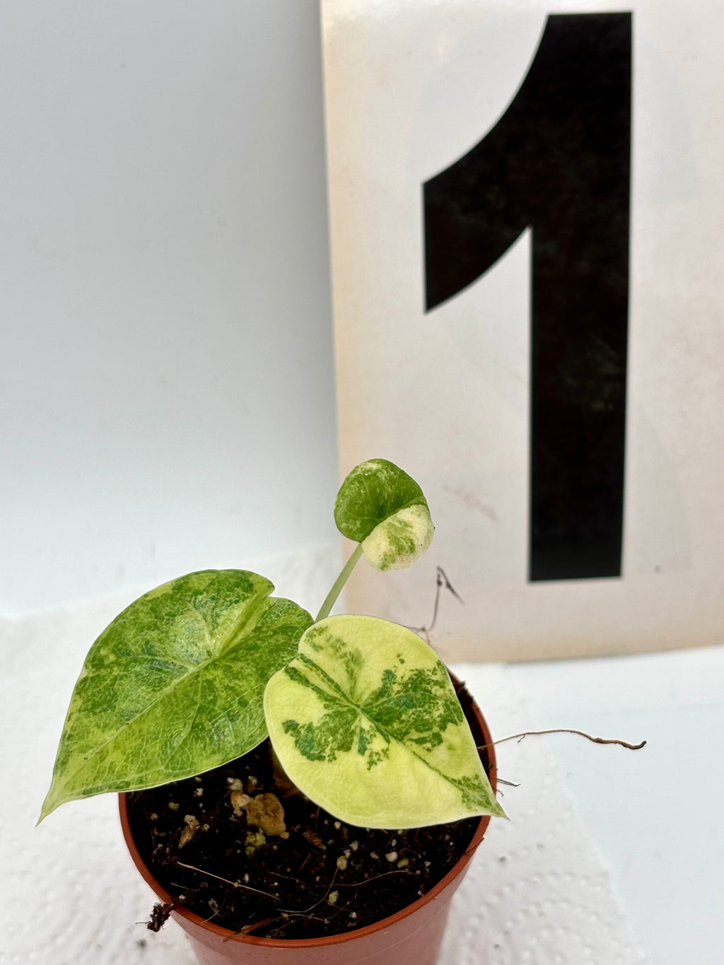 Alocasia Melo Tricolor