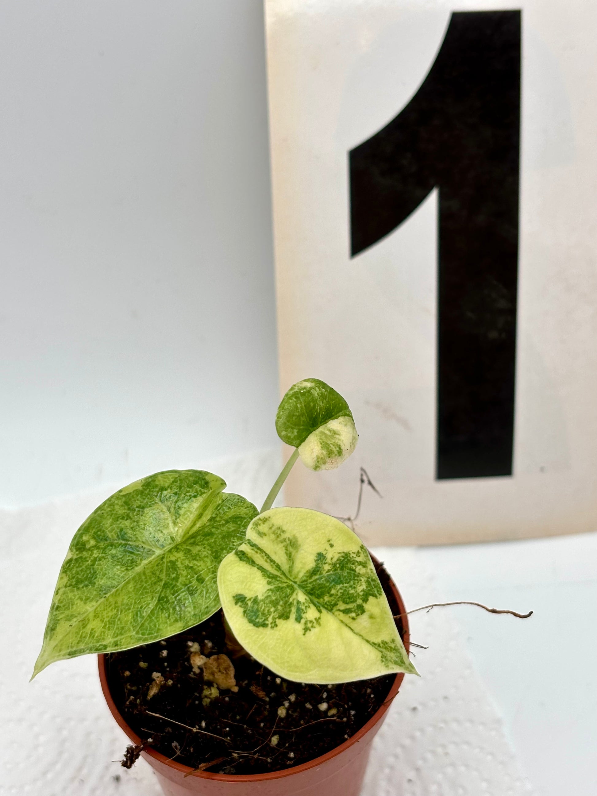 Alocasia Melo Tricolor