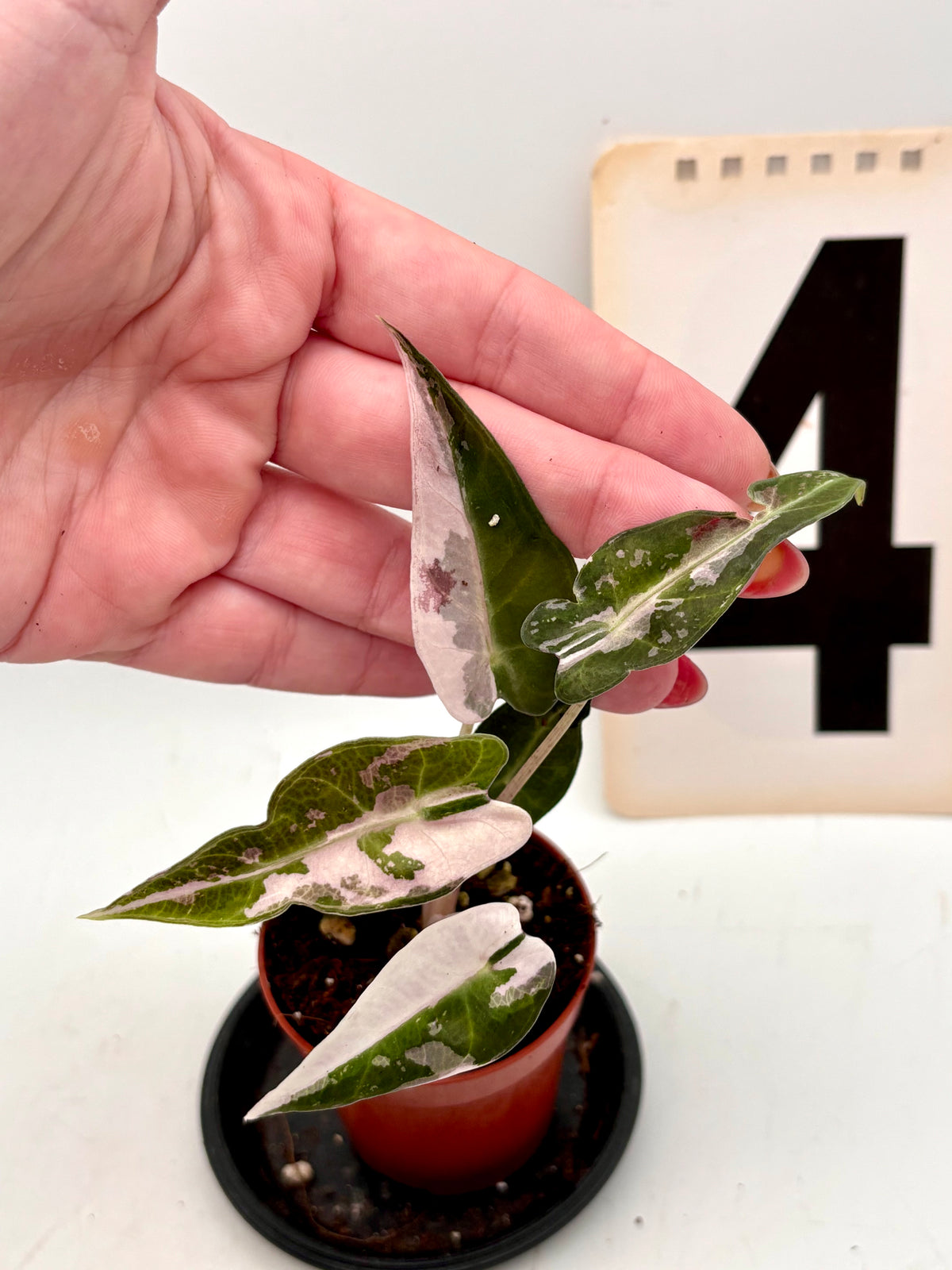 Variegierte Alocasia Bambino Pflanze von Exotic-Flowers mit großen, gemusterten Blättern, perfekt für Zimmerdekoration.