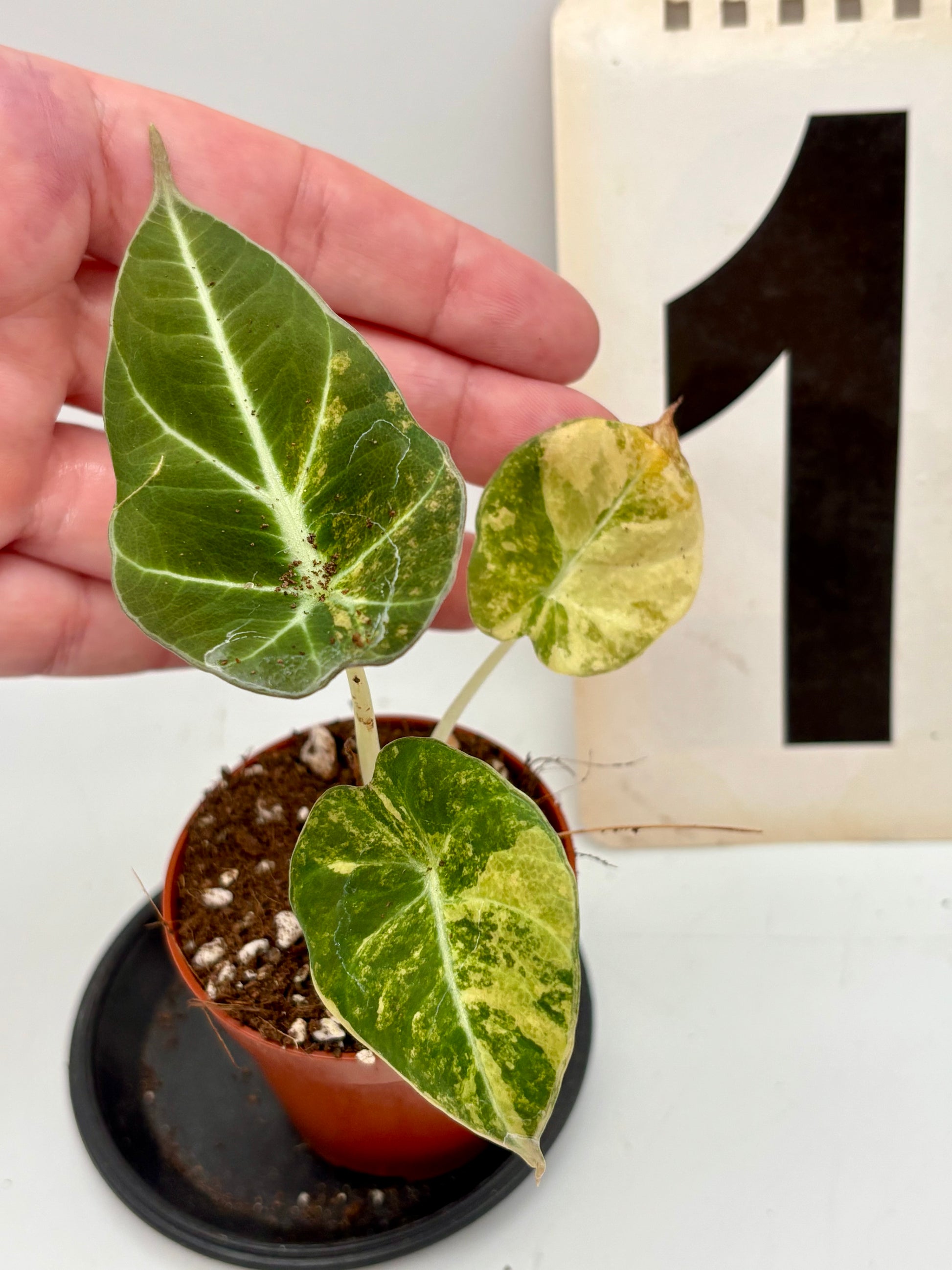 Alocasia Black Velvet Aurea Variegata Pflanze mit schwarzen Blättern und goldenen Mustern, von Exotic-Flowers.
