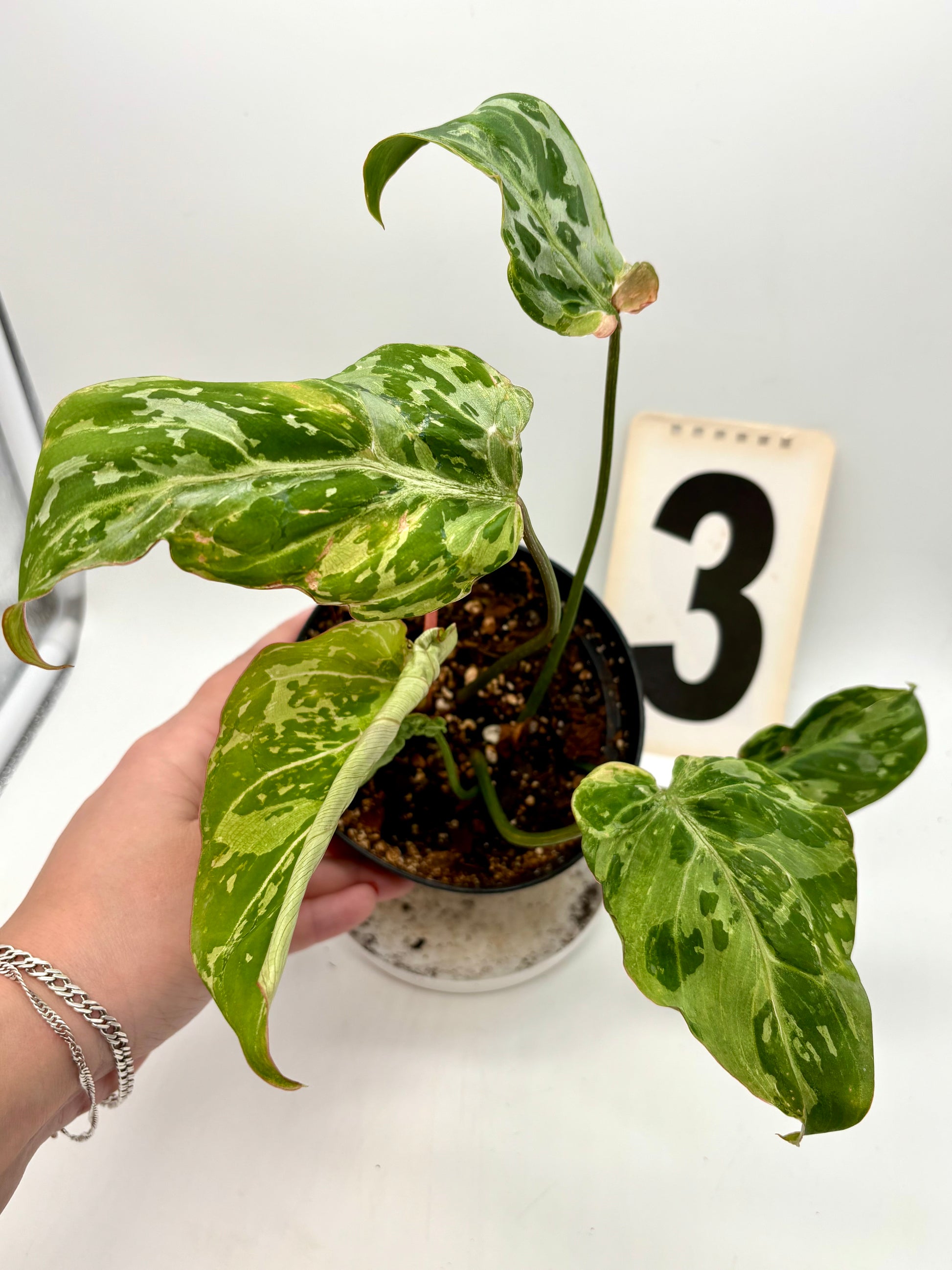Philodendron Gloriosum Variegata / Snow Leopard