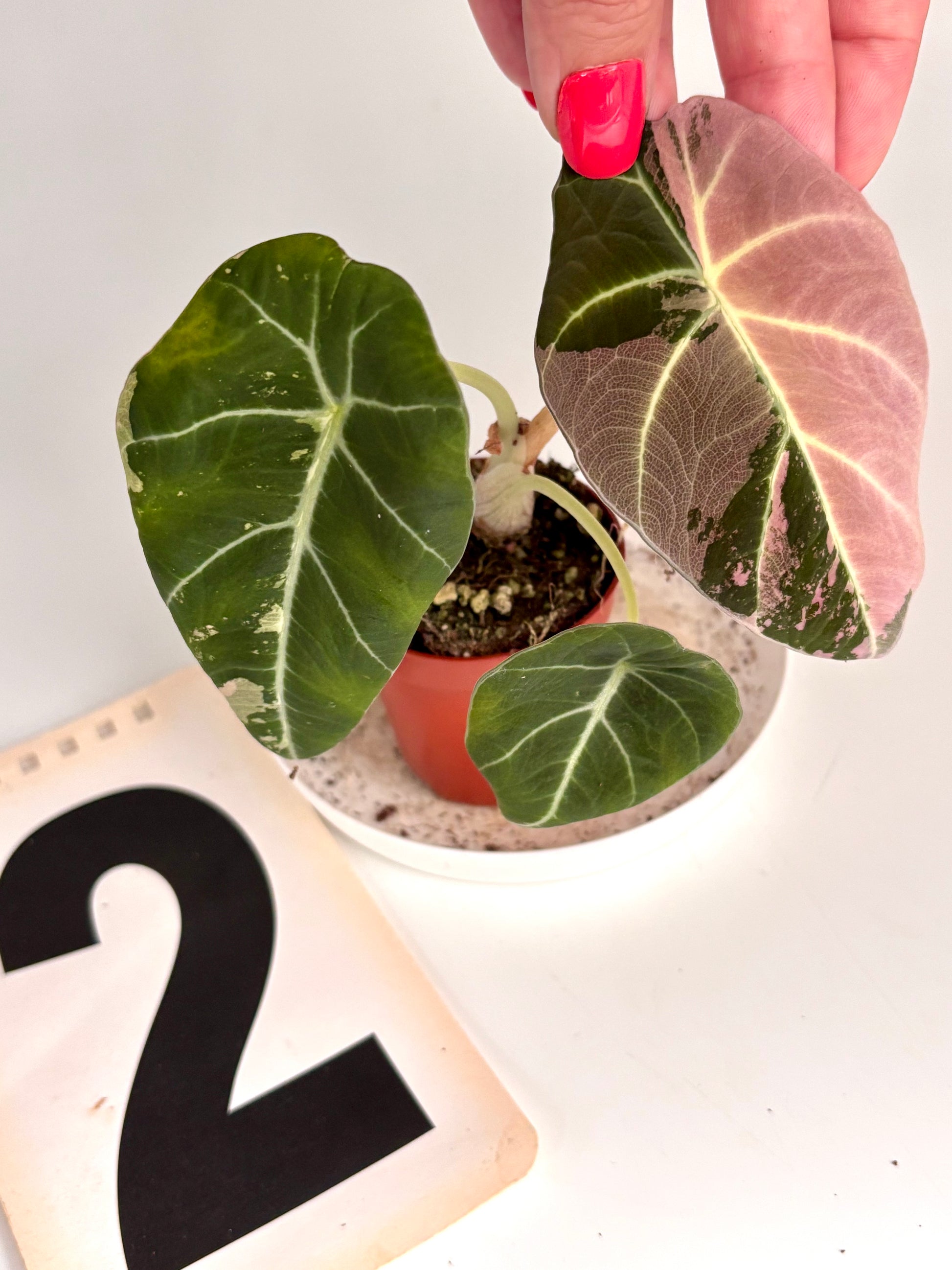 Alocasia Black Velvet Variegata