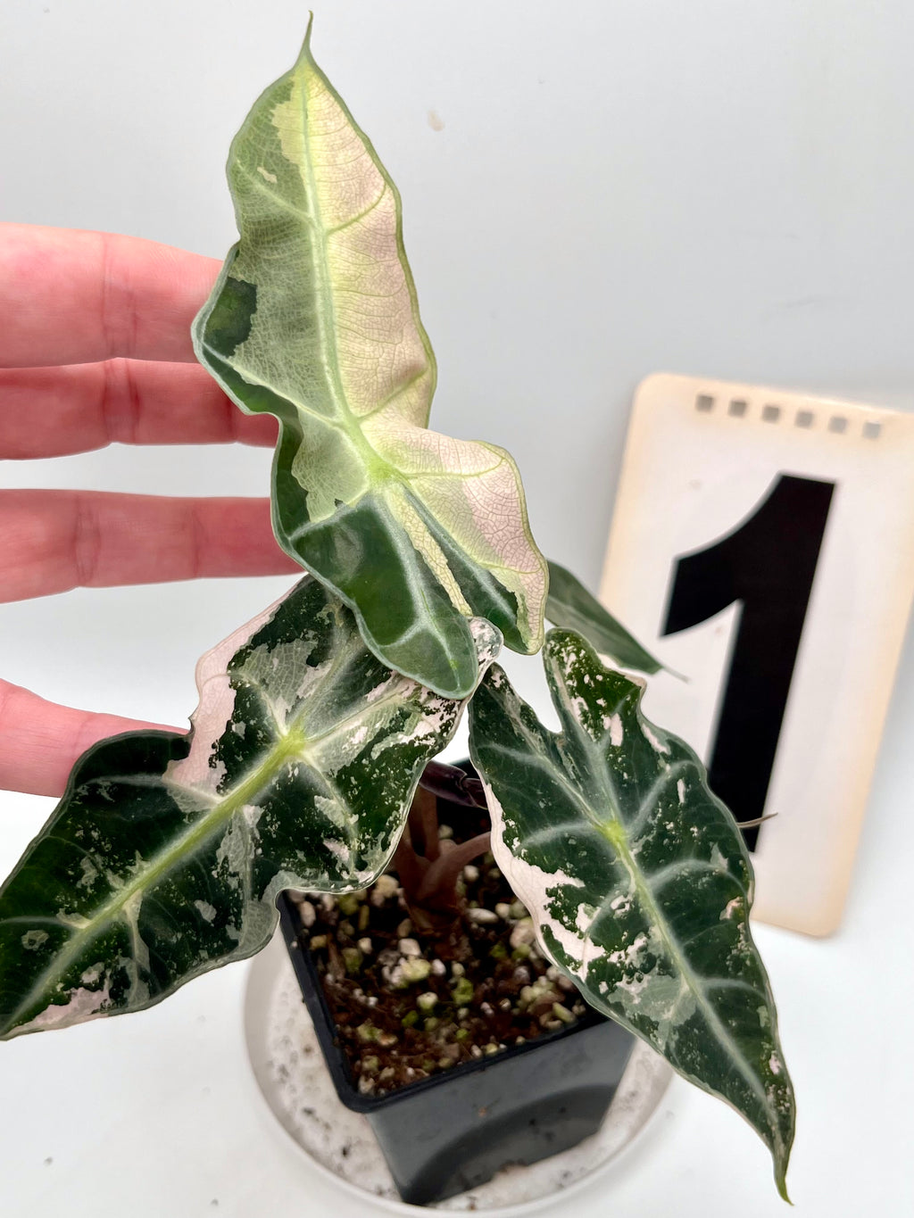Alocasia Polly Variegata