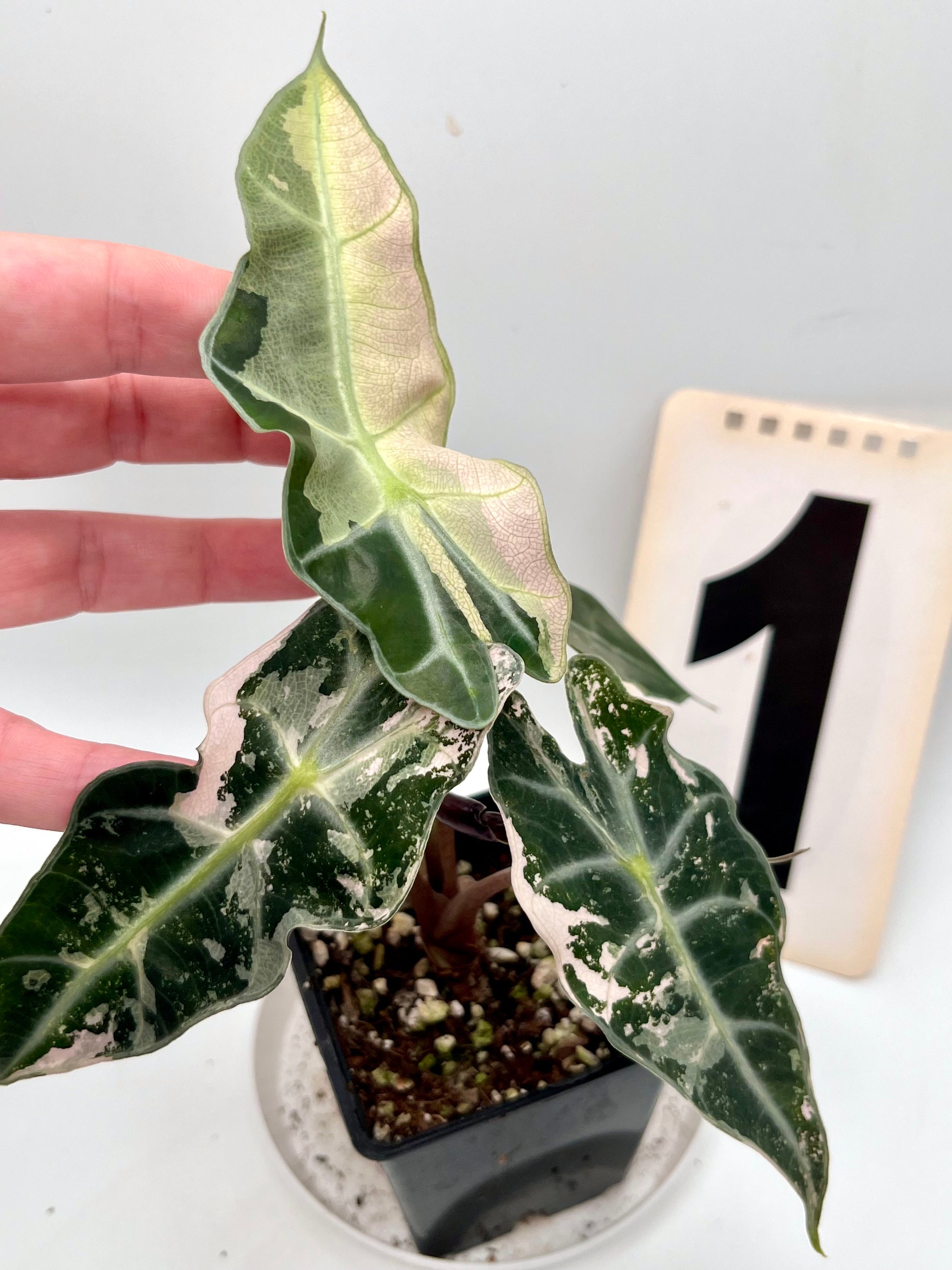 Alocasia Polly Variegata