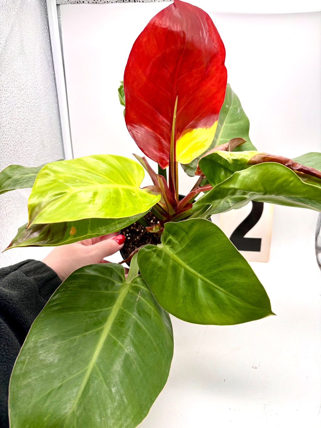 Philodendron Yellow Flame - Exotic-Flowers