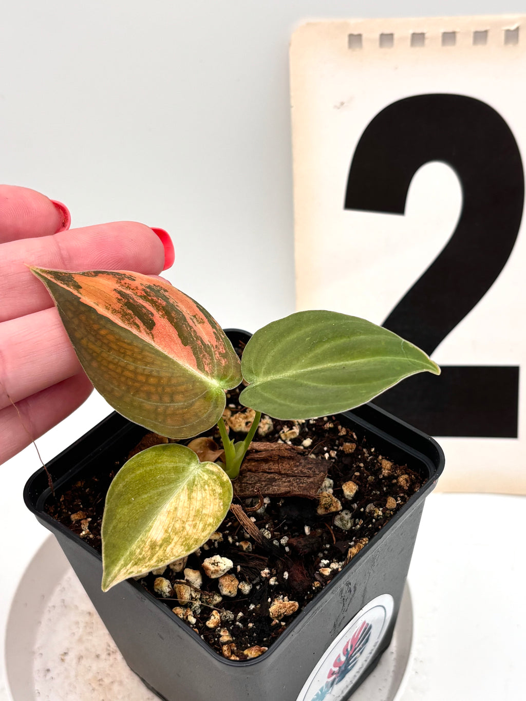 Philodendron Melanochrysum Pink Variegata